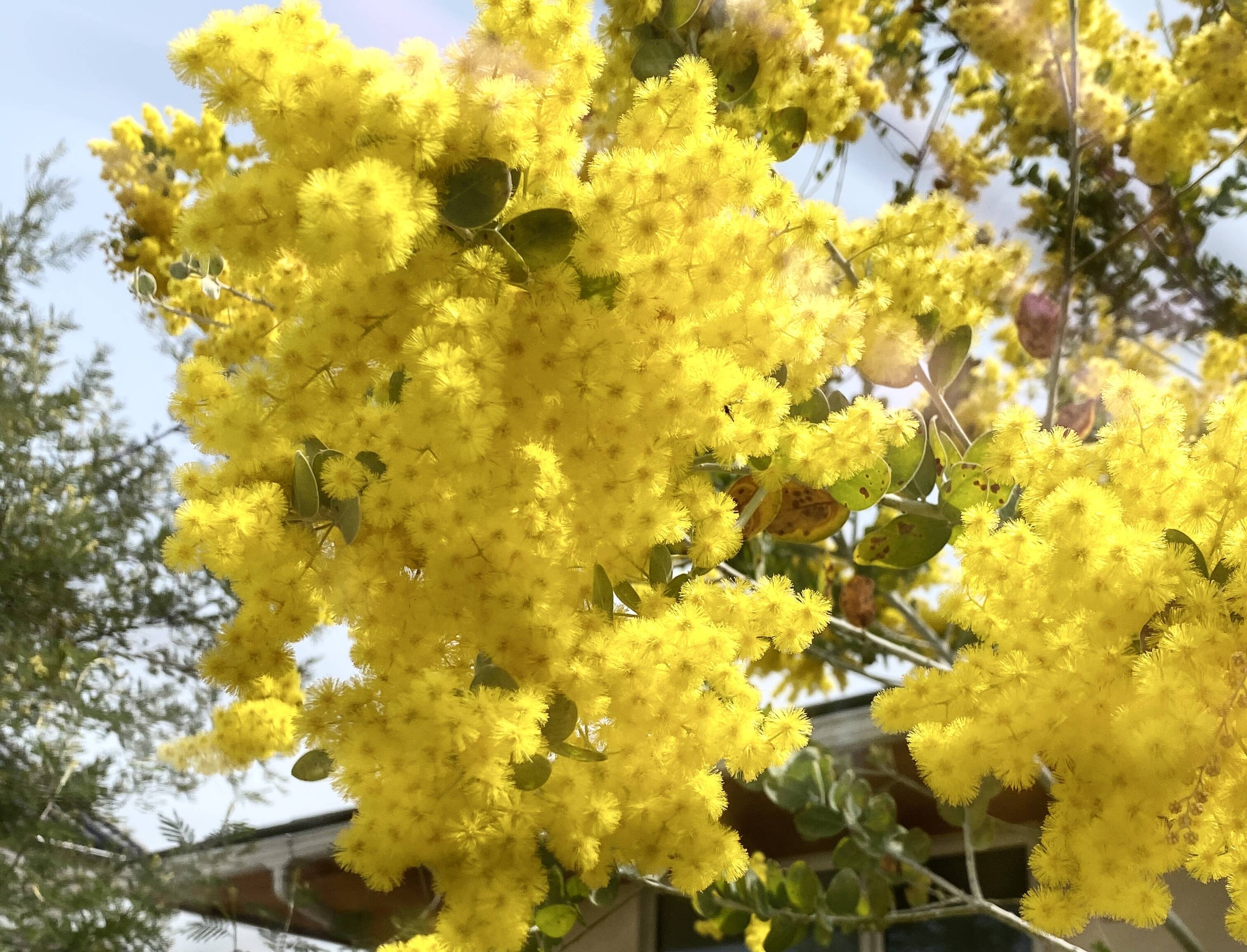 ふわふわのミモザ10本】春を感じさせるミモザのふわふわとした美