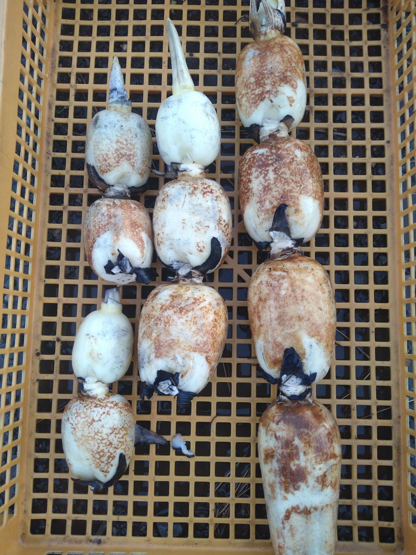 有機肥料で育てました】れんこん 2キロ 茶色レンコン 蓮根 クール発送