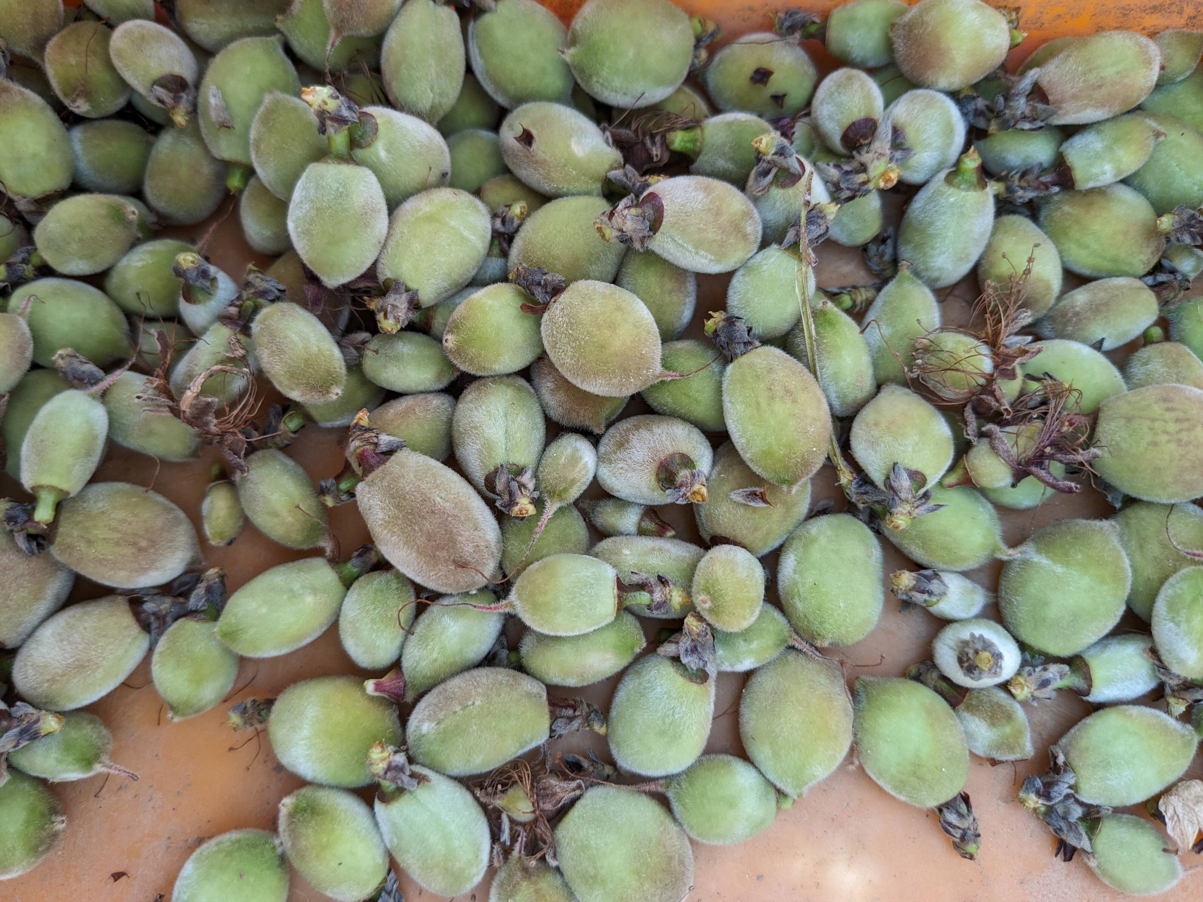 加工用若桃1kg：富山県産のあかつき｜食べチョク｜産地直送