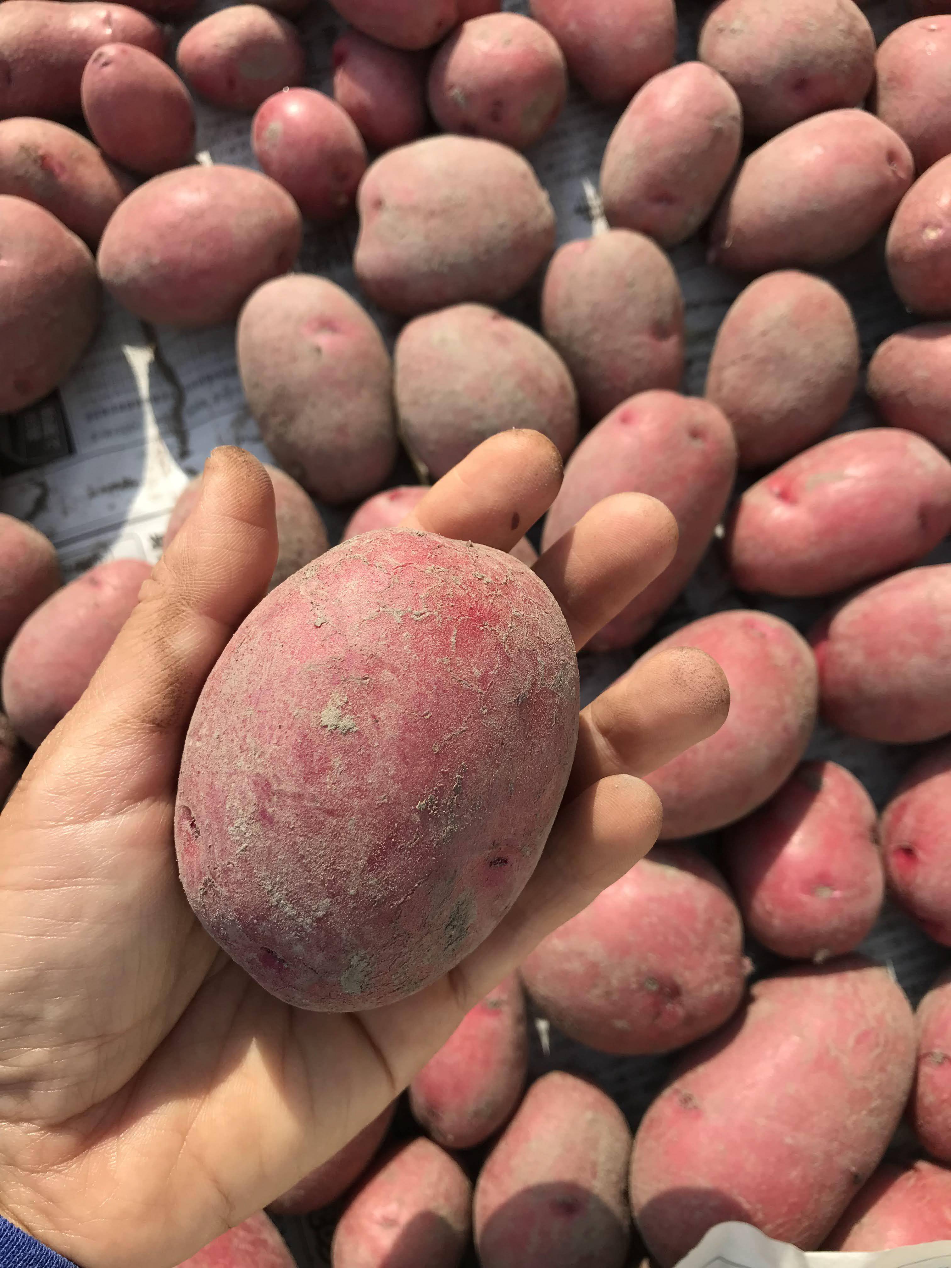 自然農 ジャガイモ レッドムーン 1ｋｇ 佐賀県産のじゃがいも 食べチョク 産地直送 産直 お取り寄せ通販 農家 漁師から旬の食材を直送