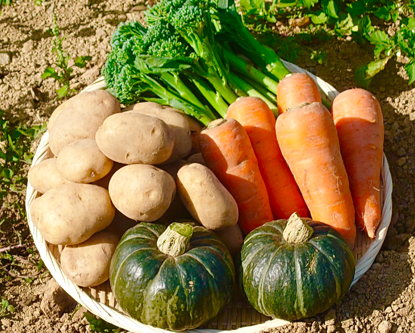 ☆北海道からお届け♫ 秋の農園 お得な野菜セット☆とよしろ(1kg )・坊ちゃんカボチャ(2個)・ちはま人参(600g)・スティックセニョール(400g)[化学農薬・化学肥料不使用]：北海道産の野菜｜食べチョク｜産地直送(産直)お取り寄せ通販  - 農家・漁師から旬の食材を直送