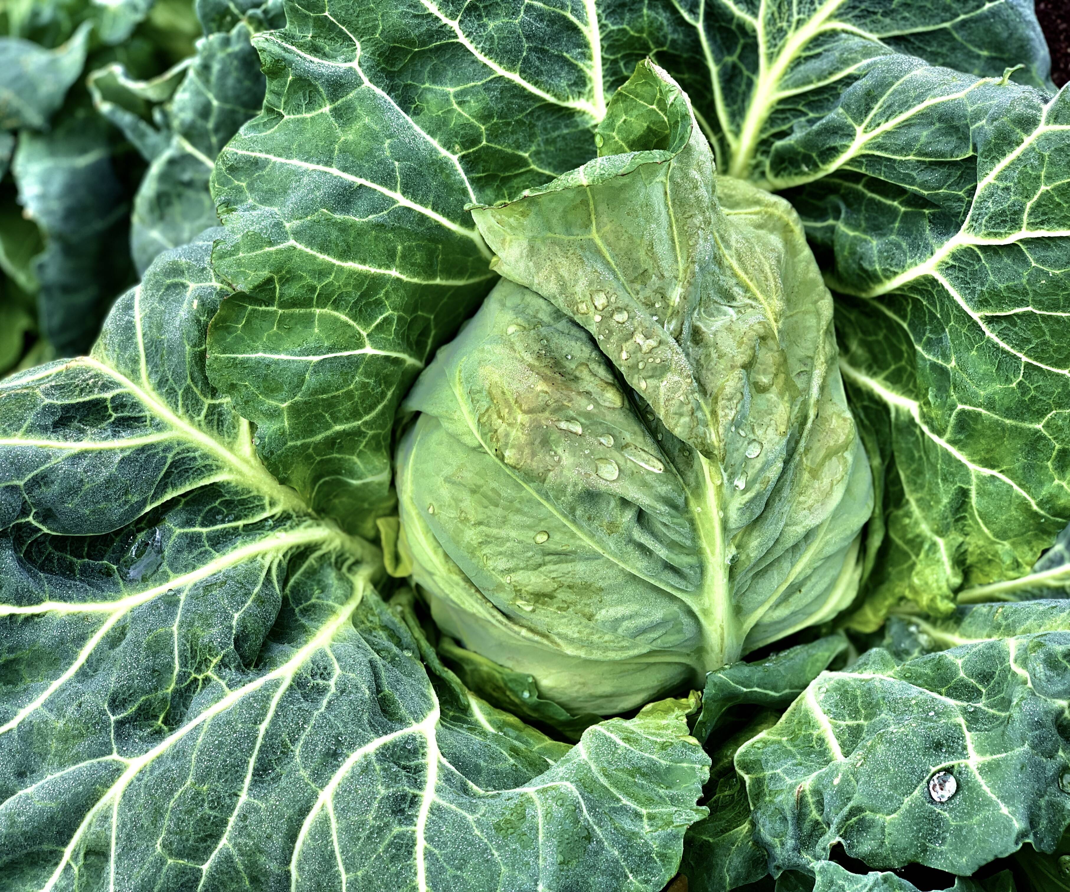 三浦 農家 春キャベツの苗 キャベツ 苗 - 野菜