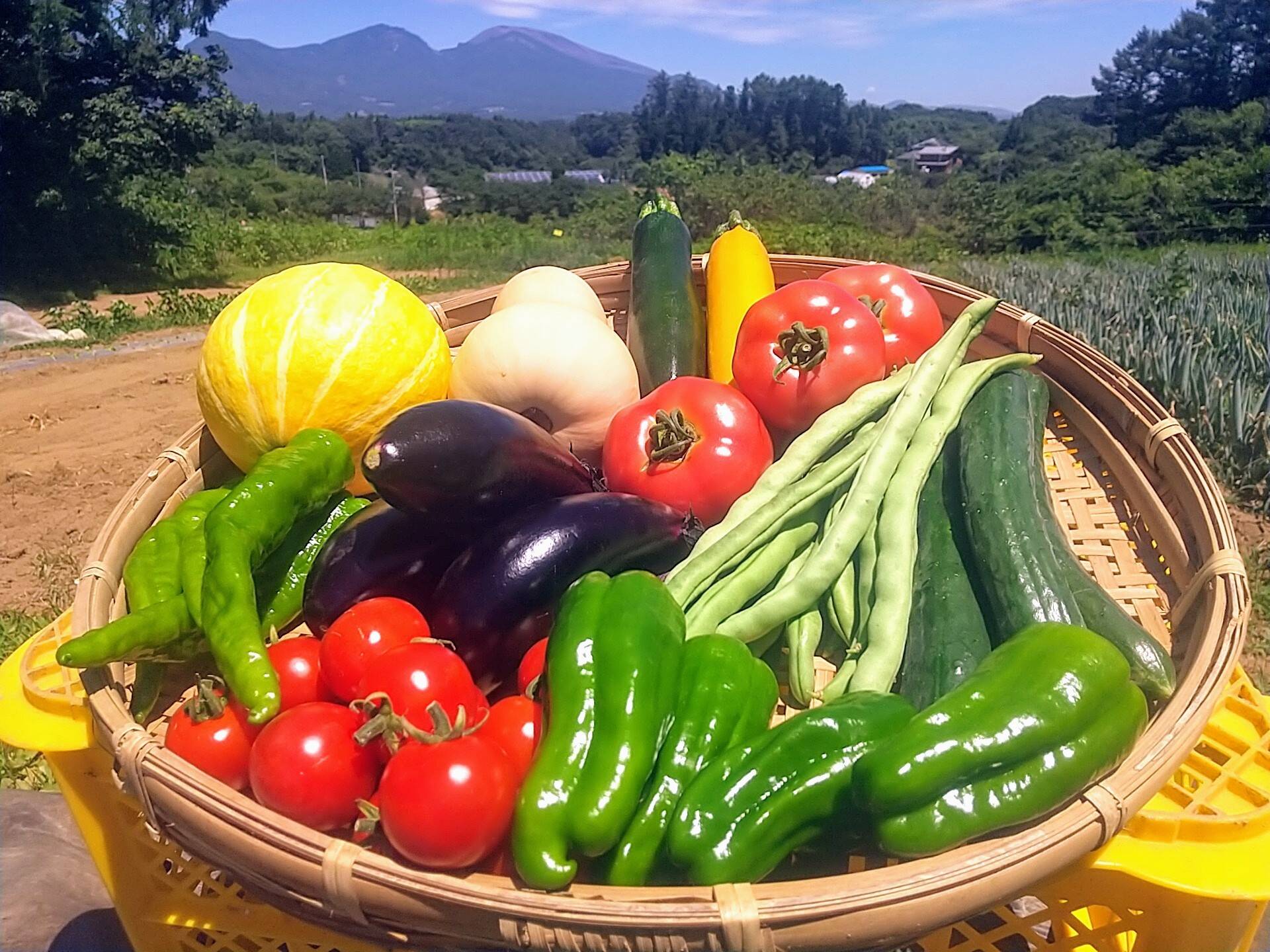 標高800mで育った高原野菜M(9-10品目)野菜セットM：長野県産の野菜