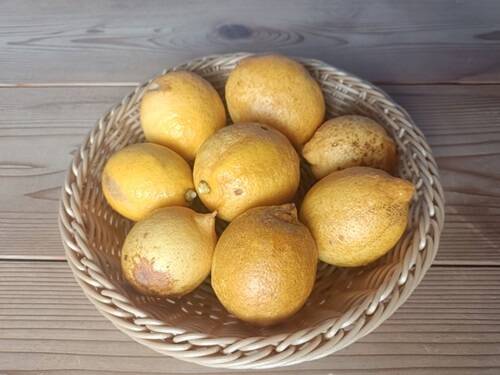 農家直送　瀬戸田レモン　13kg 農家直送 瀬戸田レモン 13kg - メルカリ