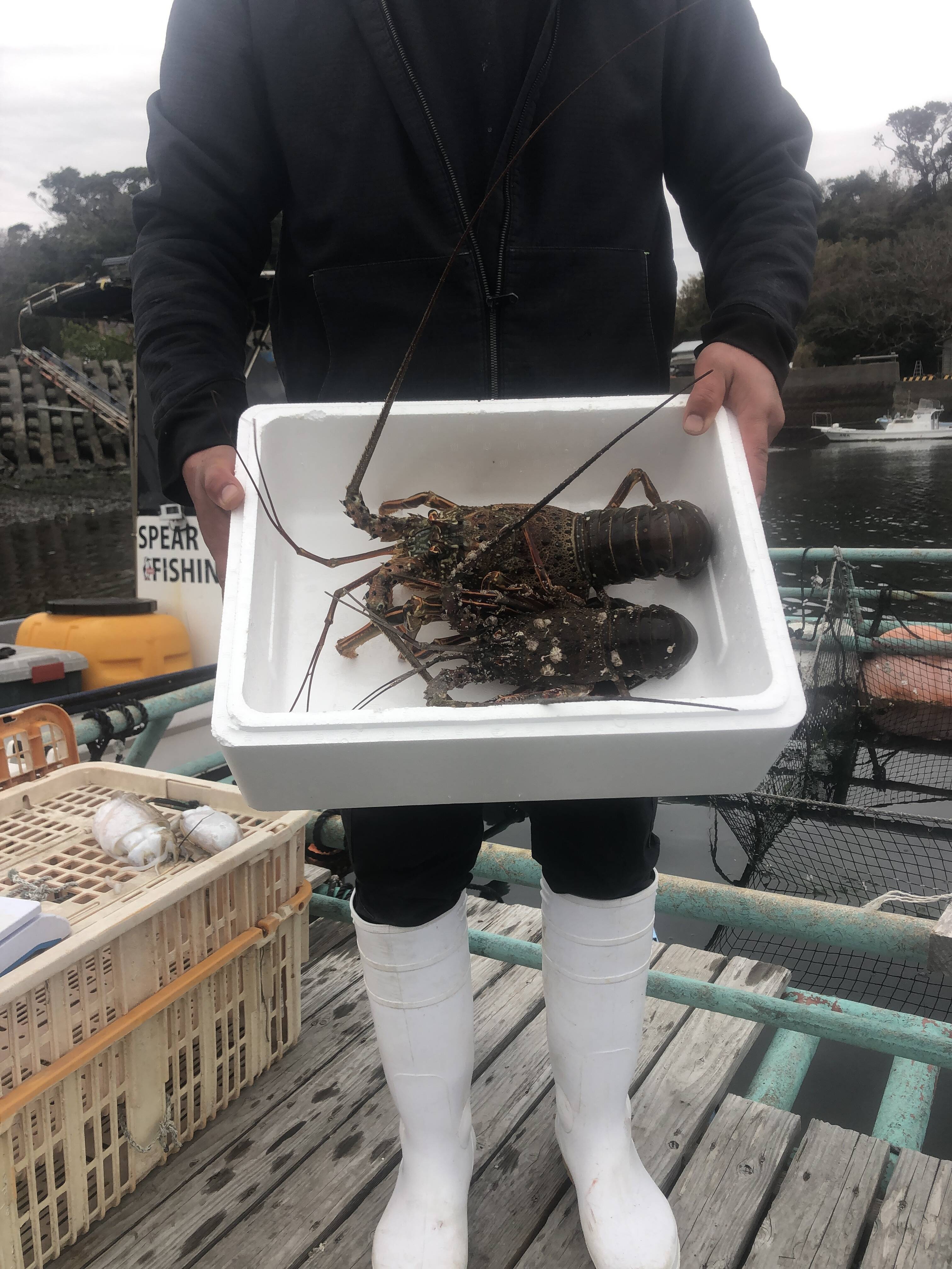 活き】伊勢海老 特大1匹1.2kg.中型600g：鹿児島県産の伊勢エビ｜食べ