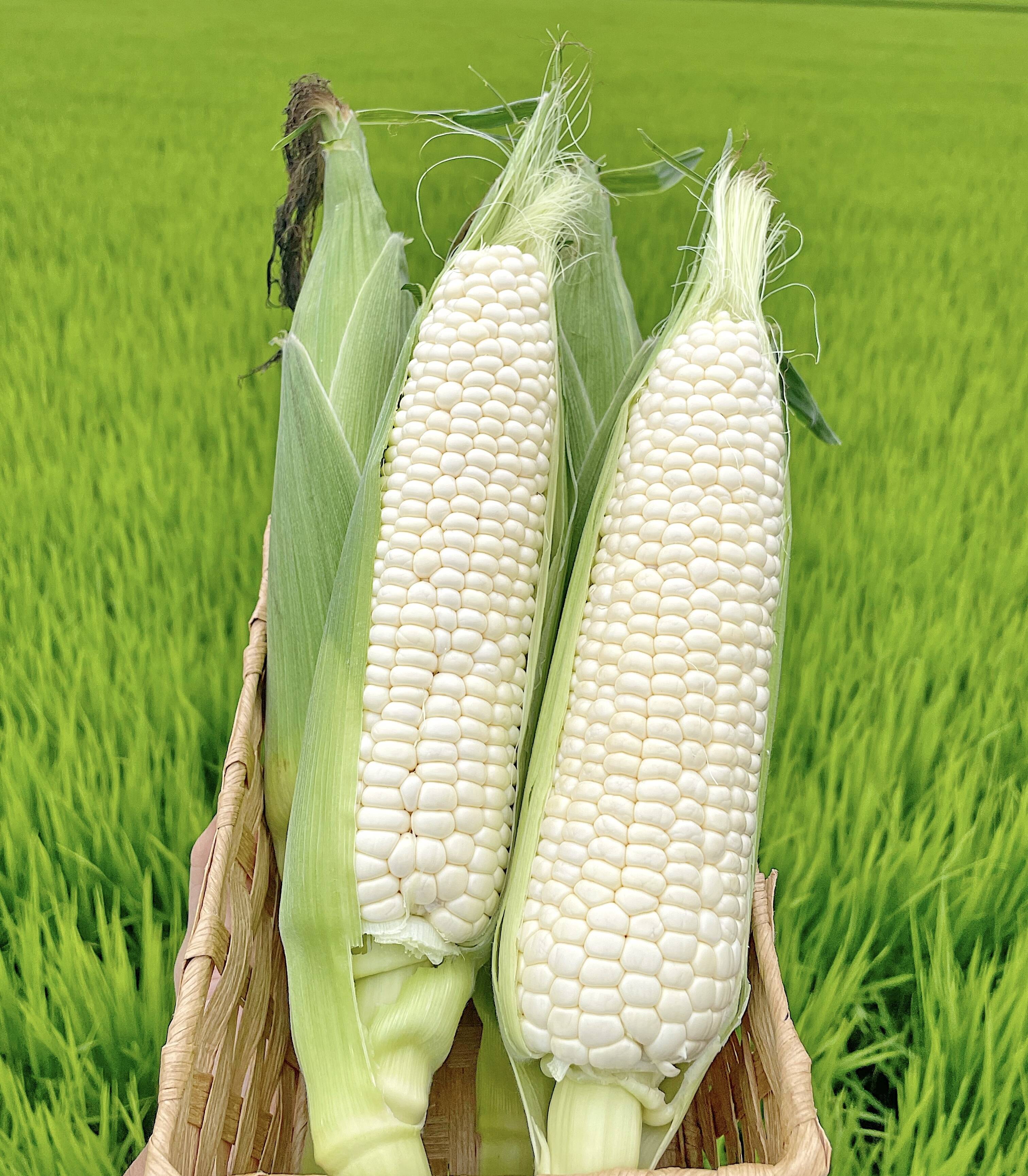 便利な農業ツール: トウモロコシとピーナッツの植え付けに最適, 白 新たな輪作作物として注目される子実とうもろこし ｜最新技術実証｜営農情報｜農業ソリューション製品サイト｜株式会社クボタ, image size:3024x3459