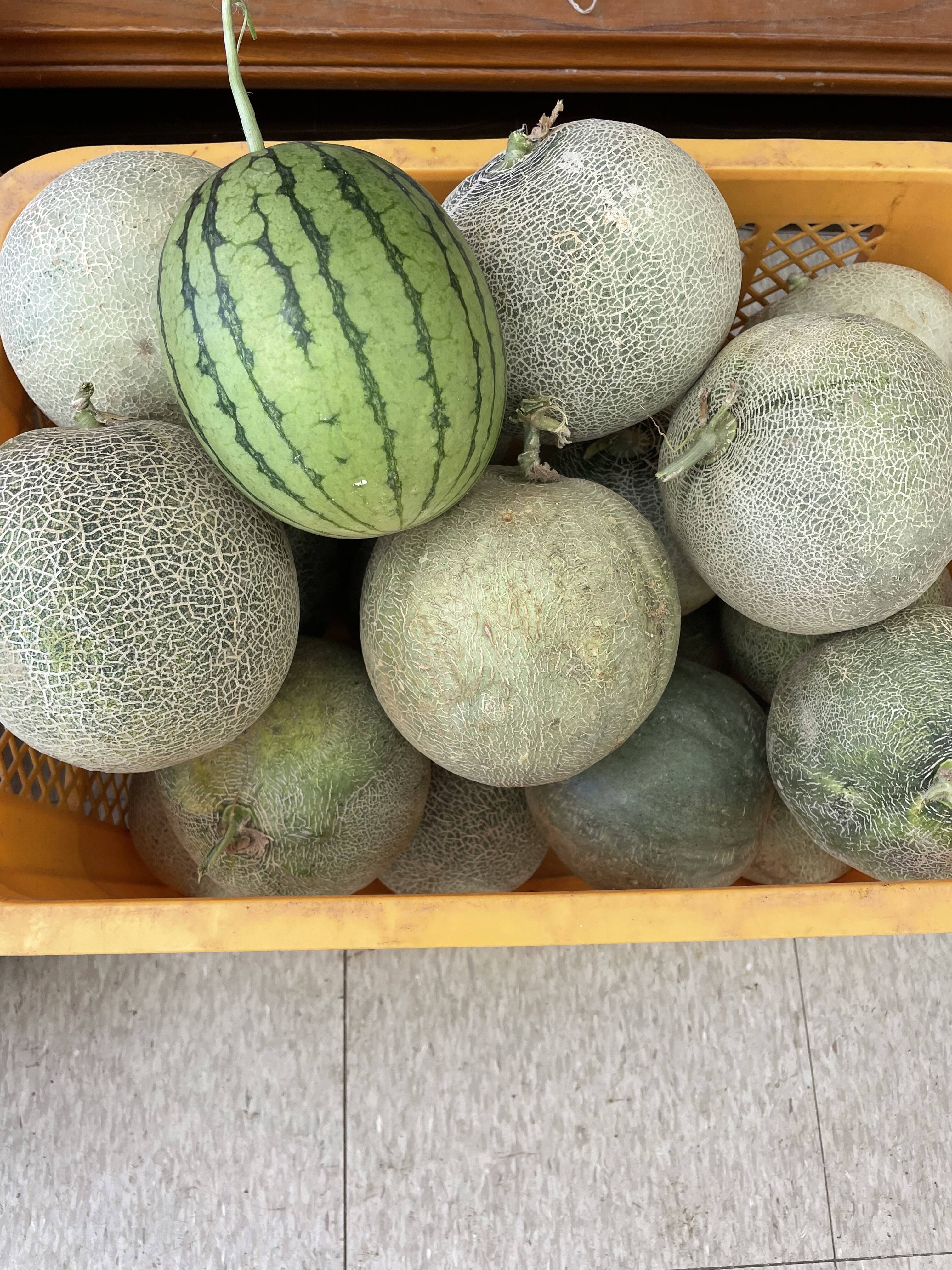 メロン 試食 食べチョク 産地直送 産直 お取り寄せ通販 農家 漁師から旬の食材を直送