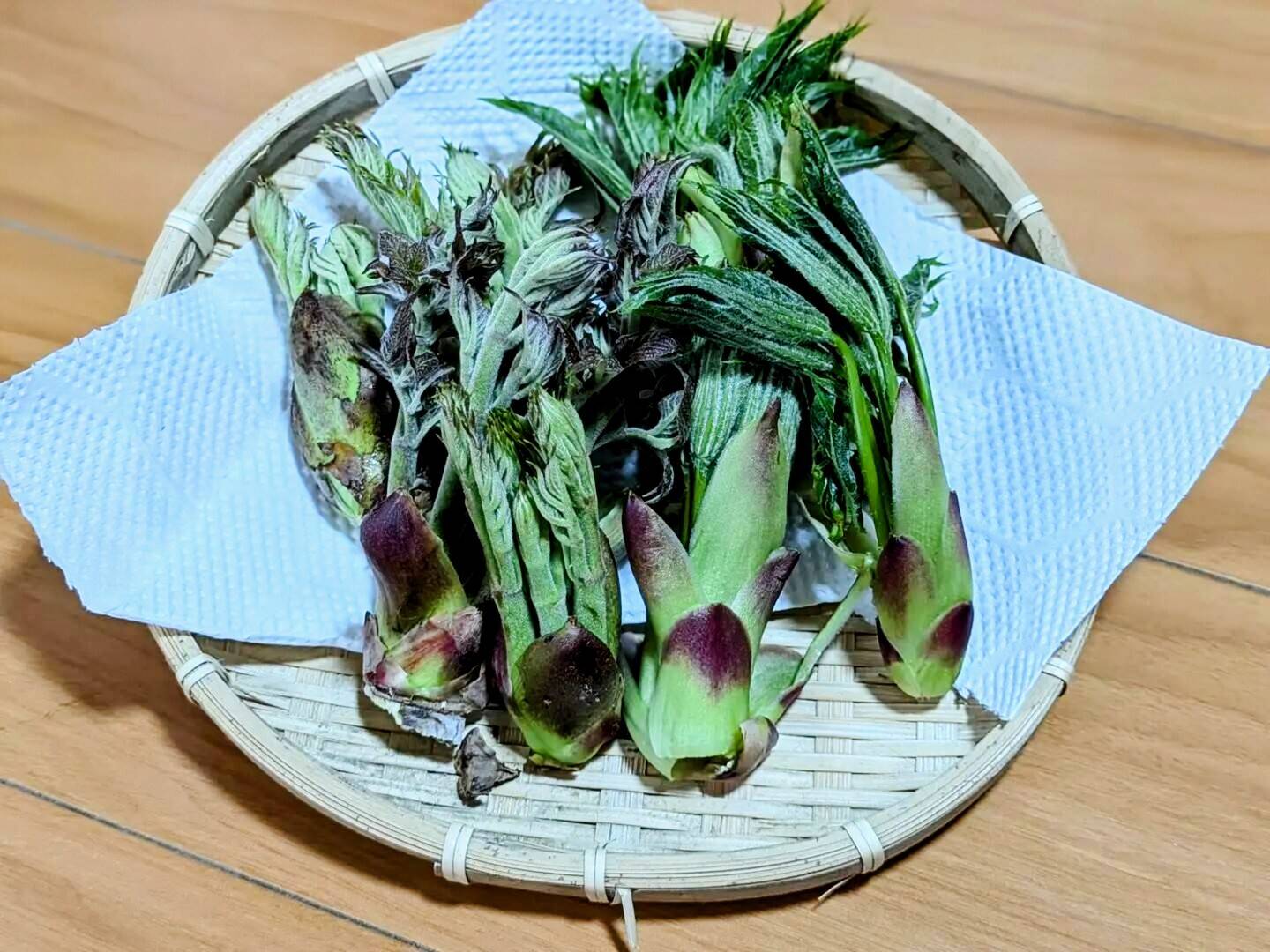 朝採り 新鮮》ハリギリとタラの芽セット：山形県産のタラノメ｜食べ