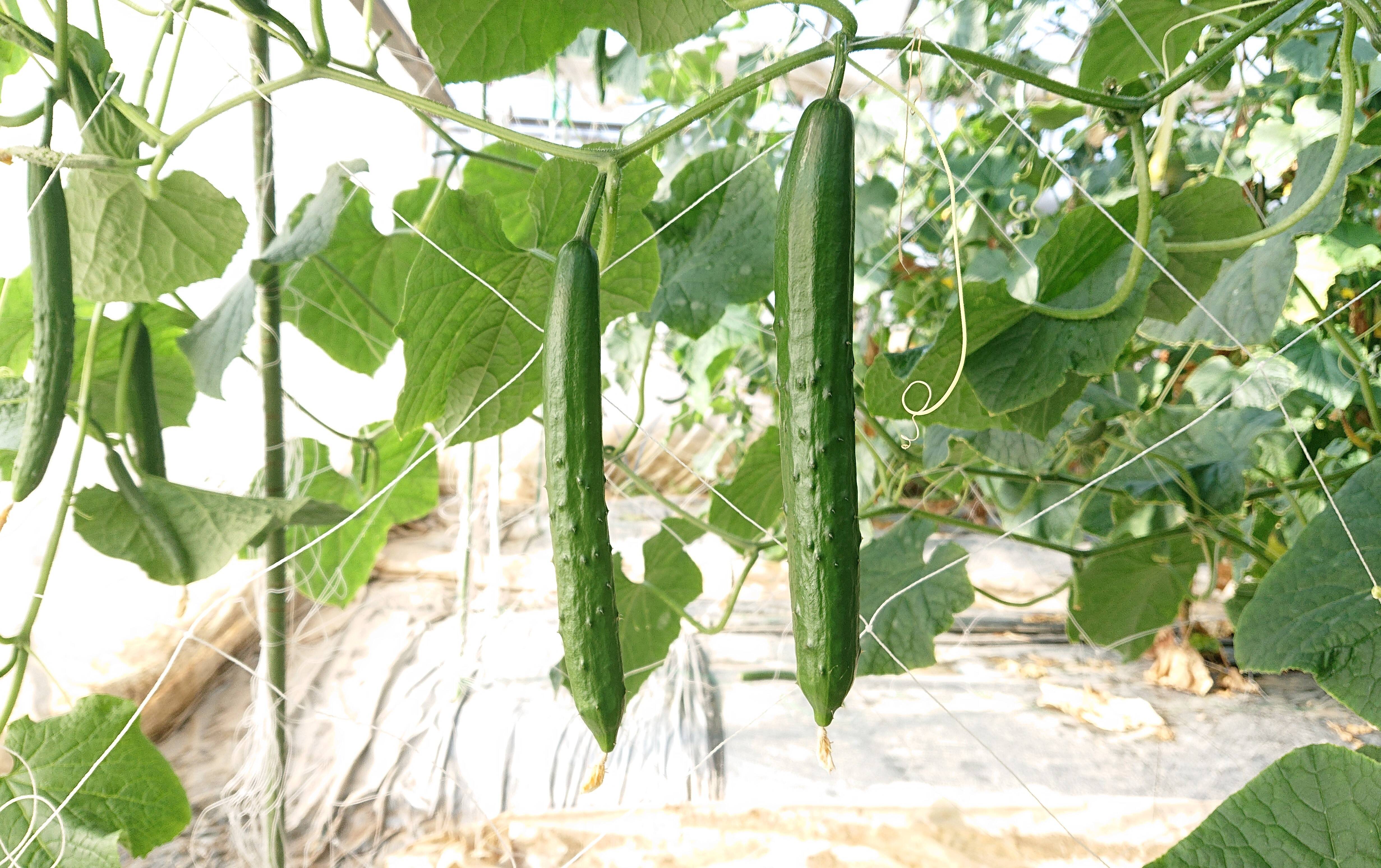 0beee6acfff5acd61c1ed8df25ea9c