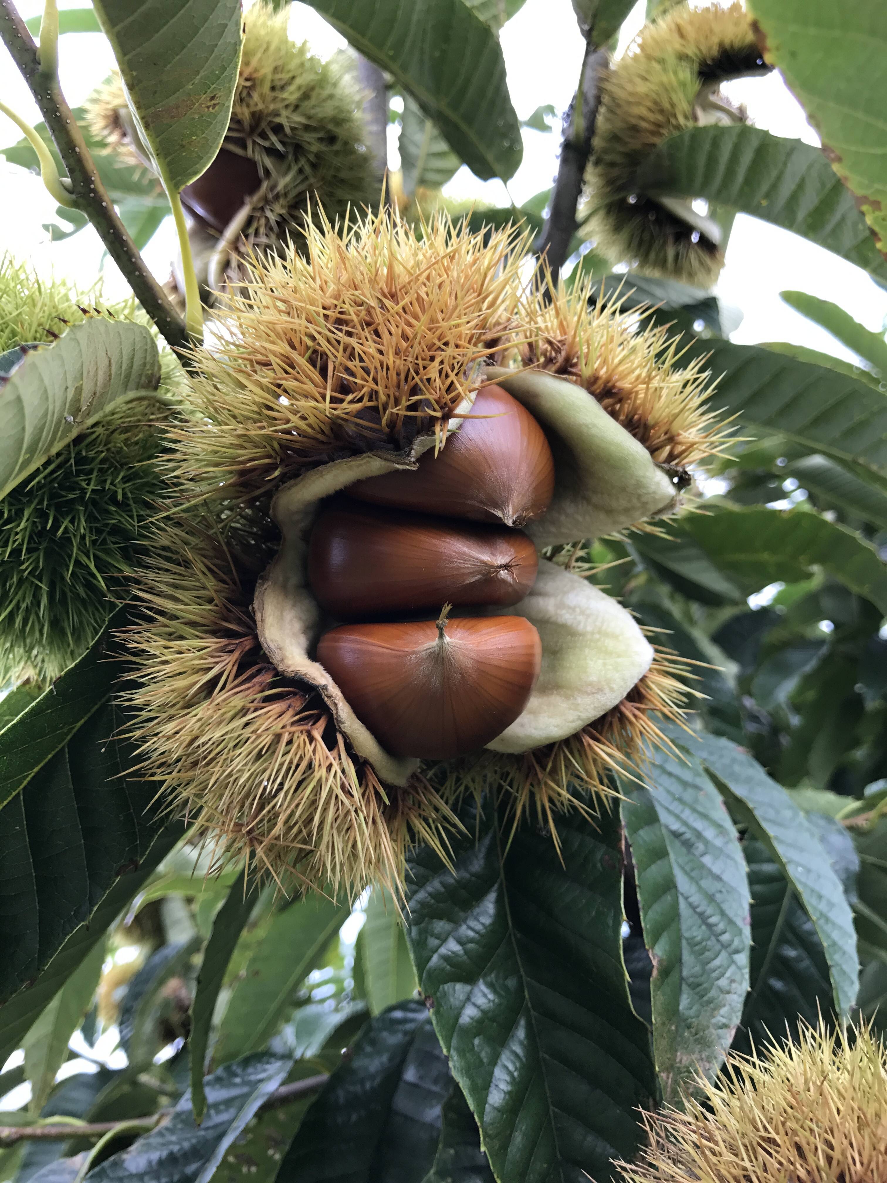 高級ブランド栗！ 小布施栗 大（Lサイズ） 計り売り1kg単位：長野県