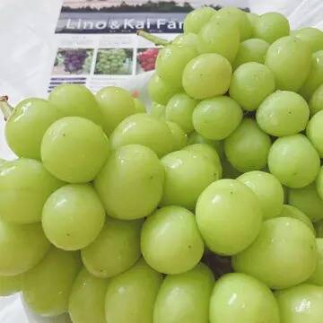 シャインマスカット　特大　4年 0c0c35e184bda3b63e7c7de42418e0