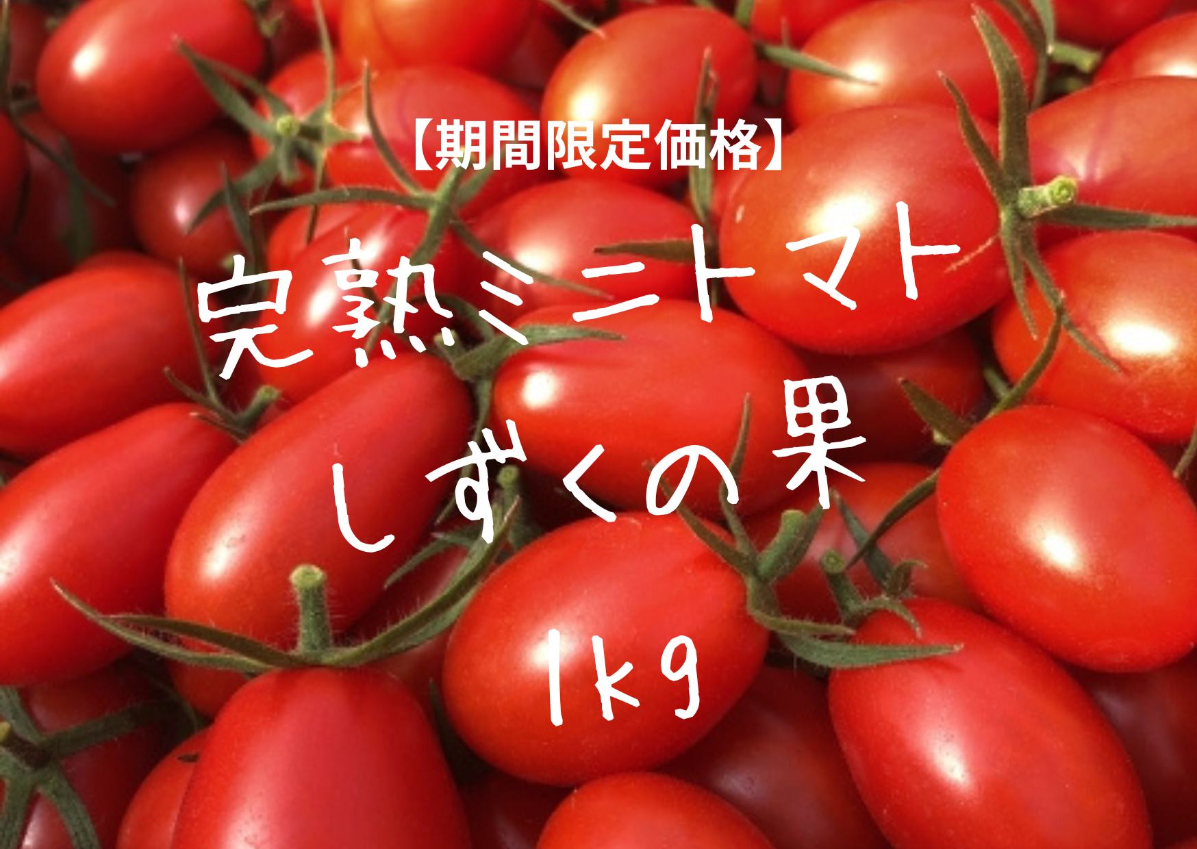 甘い、うまい、とまらない。完熟ミニトマト「しずくの果」・北海道産