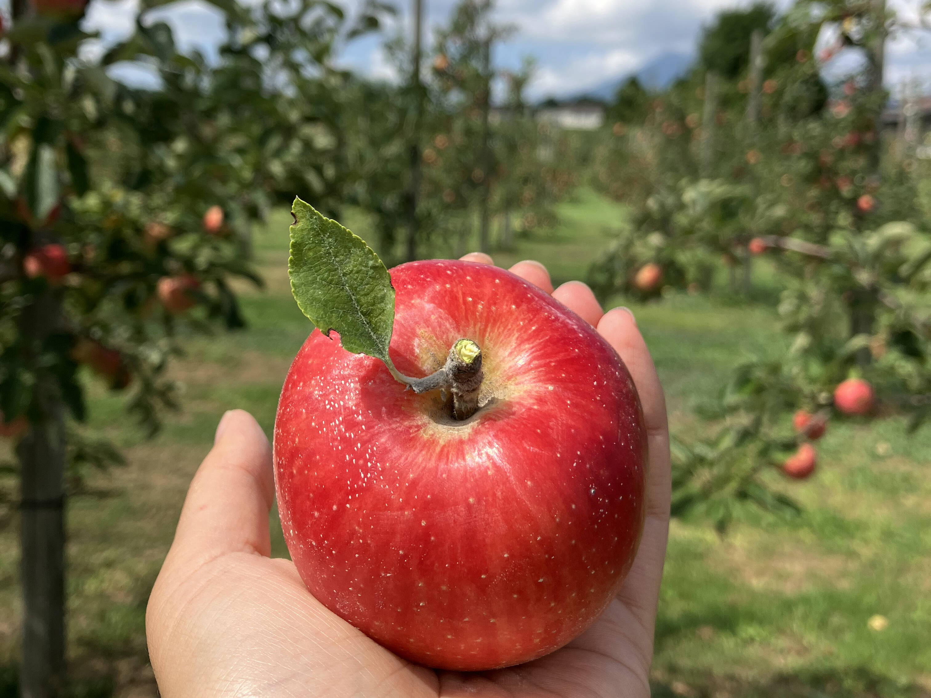 低農薬で皮ごとガブり!赤りんご小玉サイズ🍎2kg 家庭用丸かじりサイズ 低農薬で皮ごとガブり!赤りんご小玉サイズ🍎2kg 家庭用丸かじりサイズ