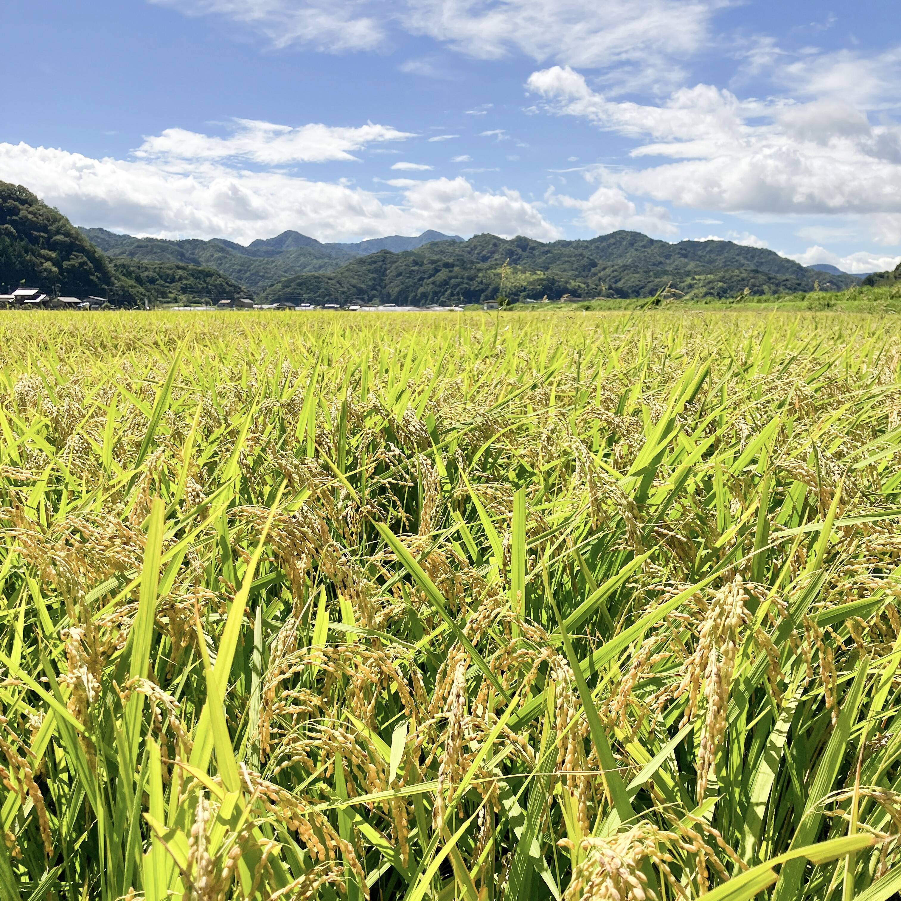 送料無料】新米 令和6年産 丹後コシヒカリ(2kg)＜特別栽培米