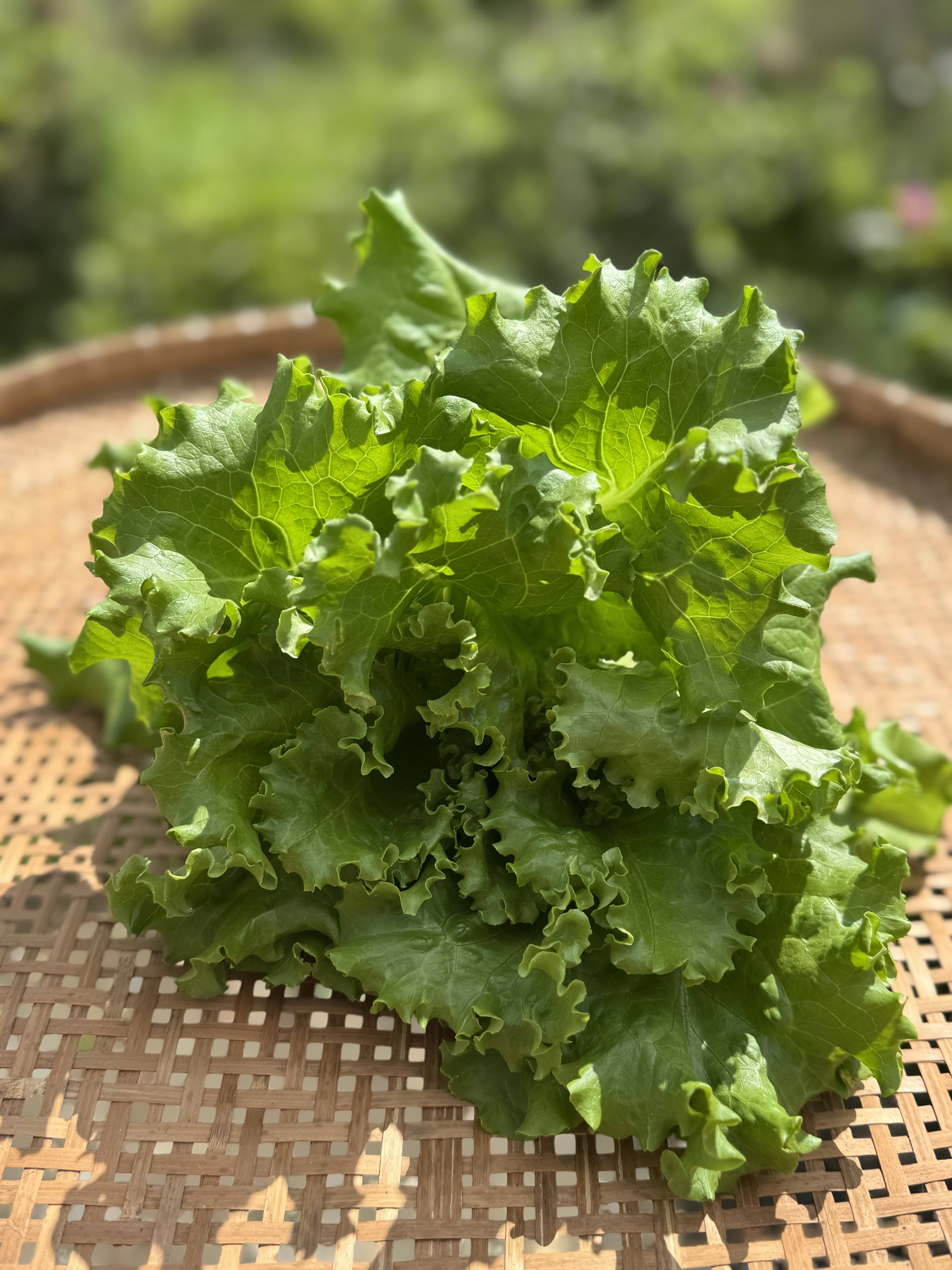 数量限定】リーフレタス&サニーレタスセット300g ×2株&バジル30gセット