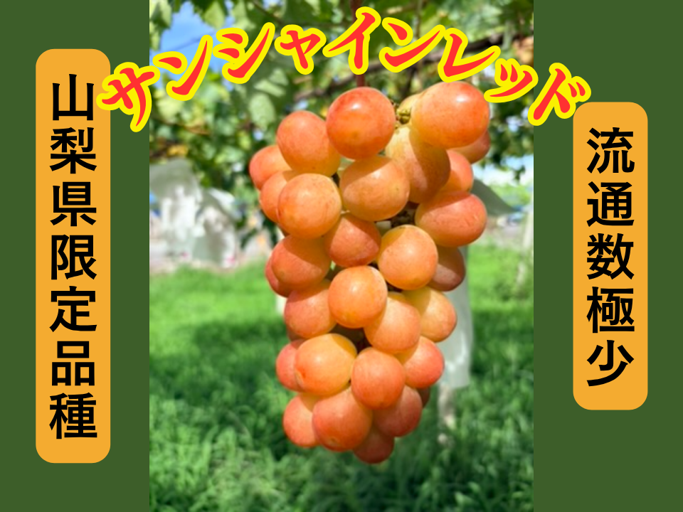サンシャインレッド【2房〜3房】計1.2kg詰め：山梨県産のサンシャイン