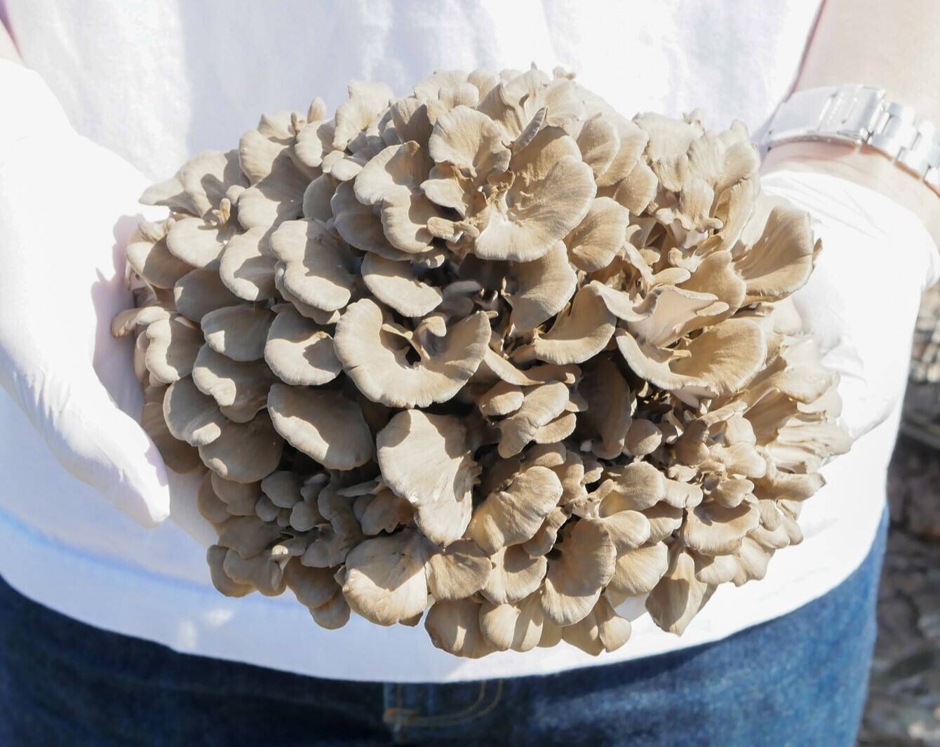 YAMAGIWAへのレビュー・商品：秋田県｜食べチョク｜産地直送(産直)お