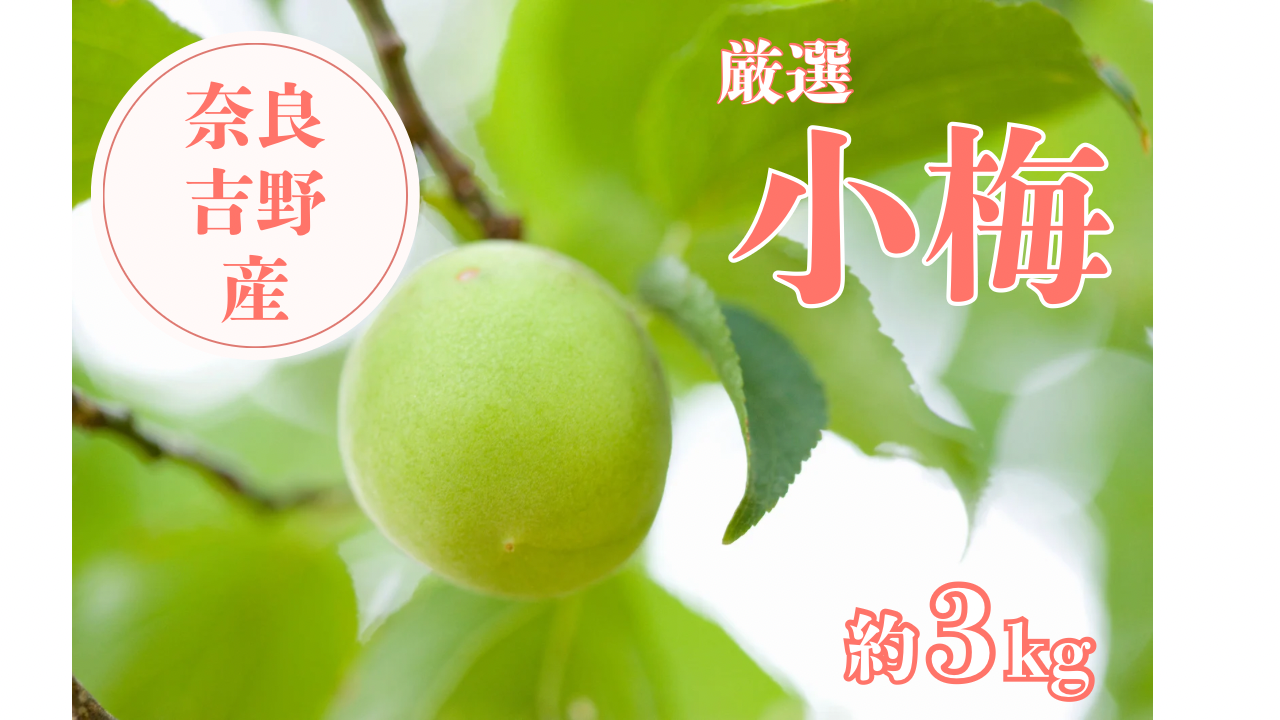 青梅 小梅 約3kg｜梅酒・シロップ・カリカリ梅用／奈良県産：奈良県産