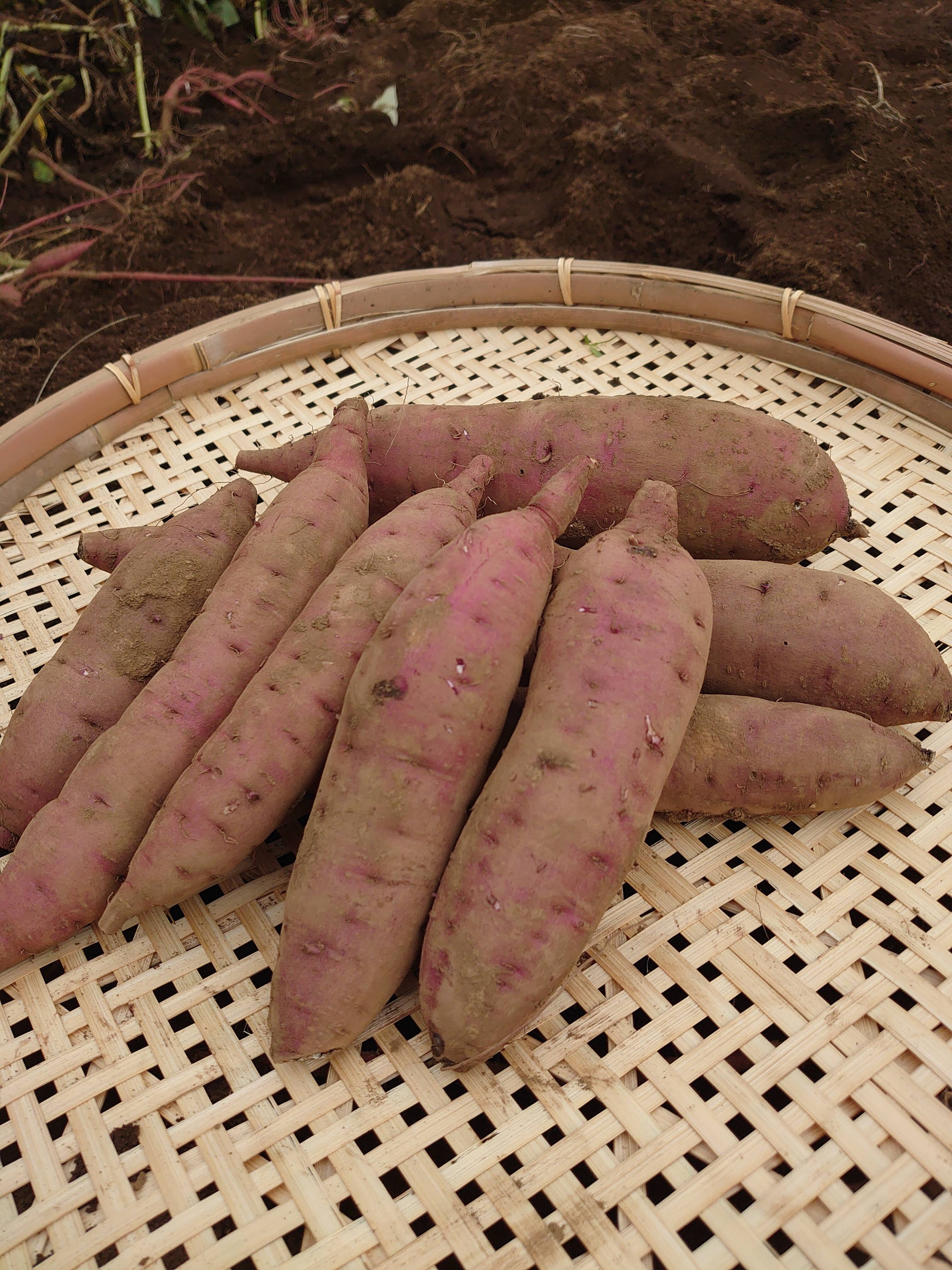 農薬化学肥料不使用】紅はるか さつまいも：千葉県産のべにはるか｜食べチョク｜産地直送(産直)お取り寄せ通販 - 農家・漁師から旬の食材を直送