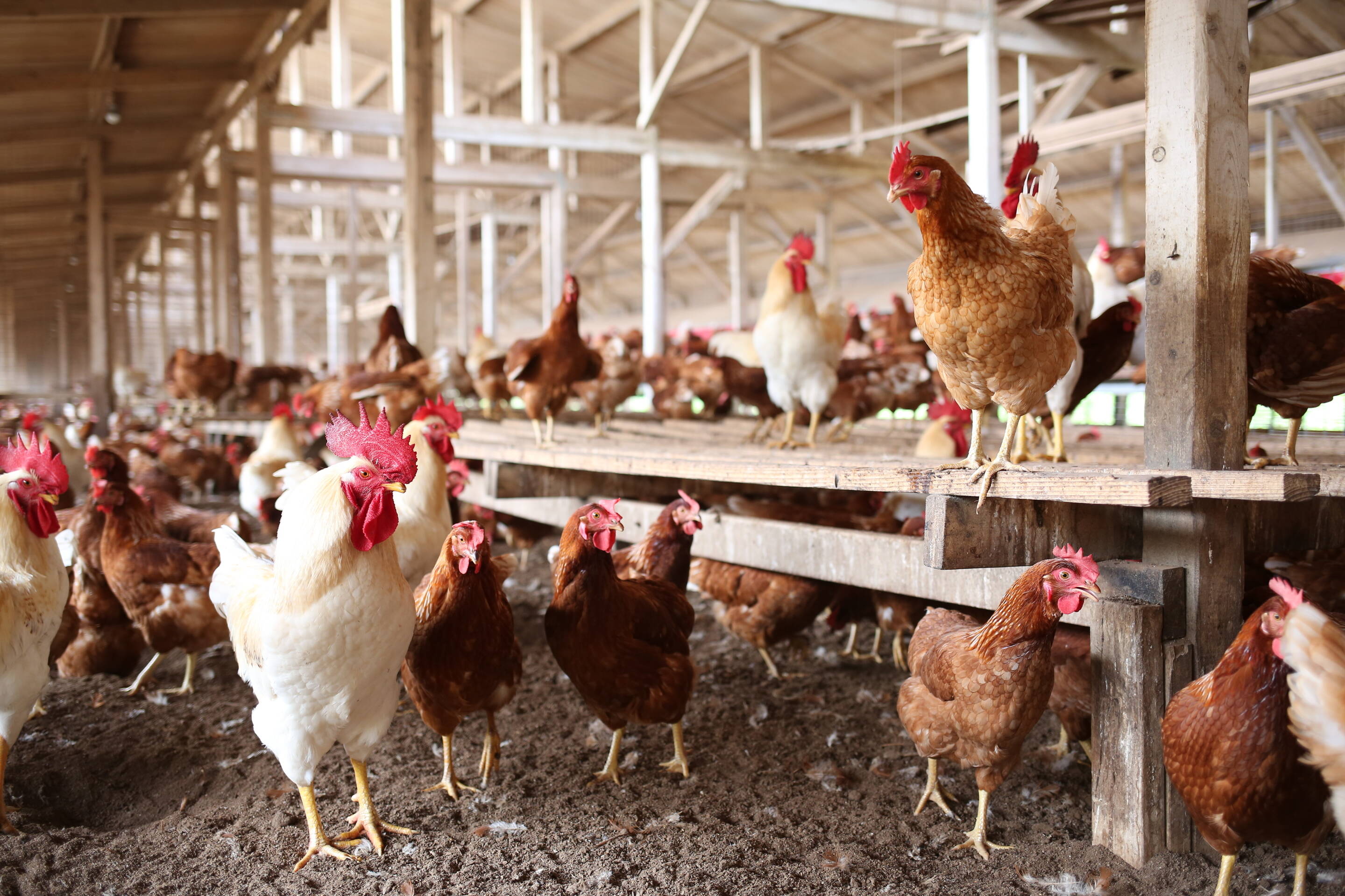 グリーンファーム久住へのレビュー・商品：大分県｜食べチョク｜産地直送(産直)お取り寄せ通販 農家・漁師から旬の食材を直送
