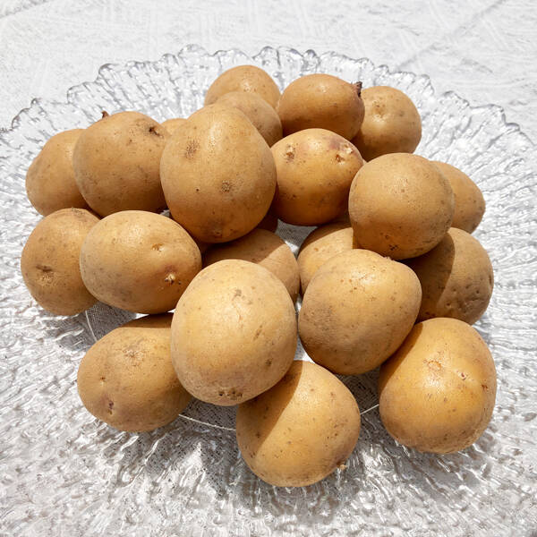 ジャガイモだよ!!  期間限定】今季五代目 濃厚じゃがいも Sサイズ 1kg｜残り1点