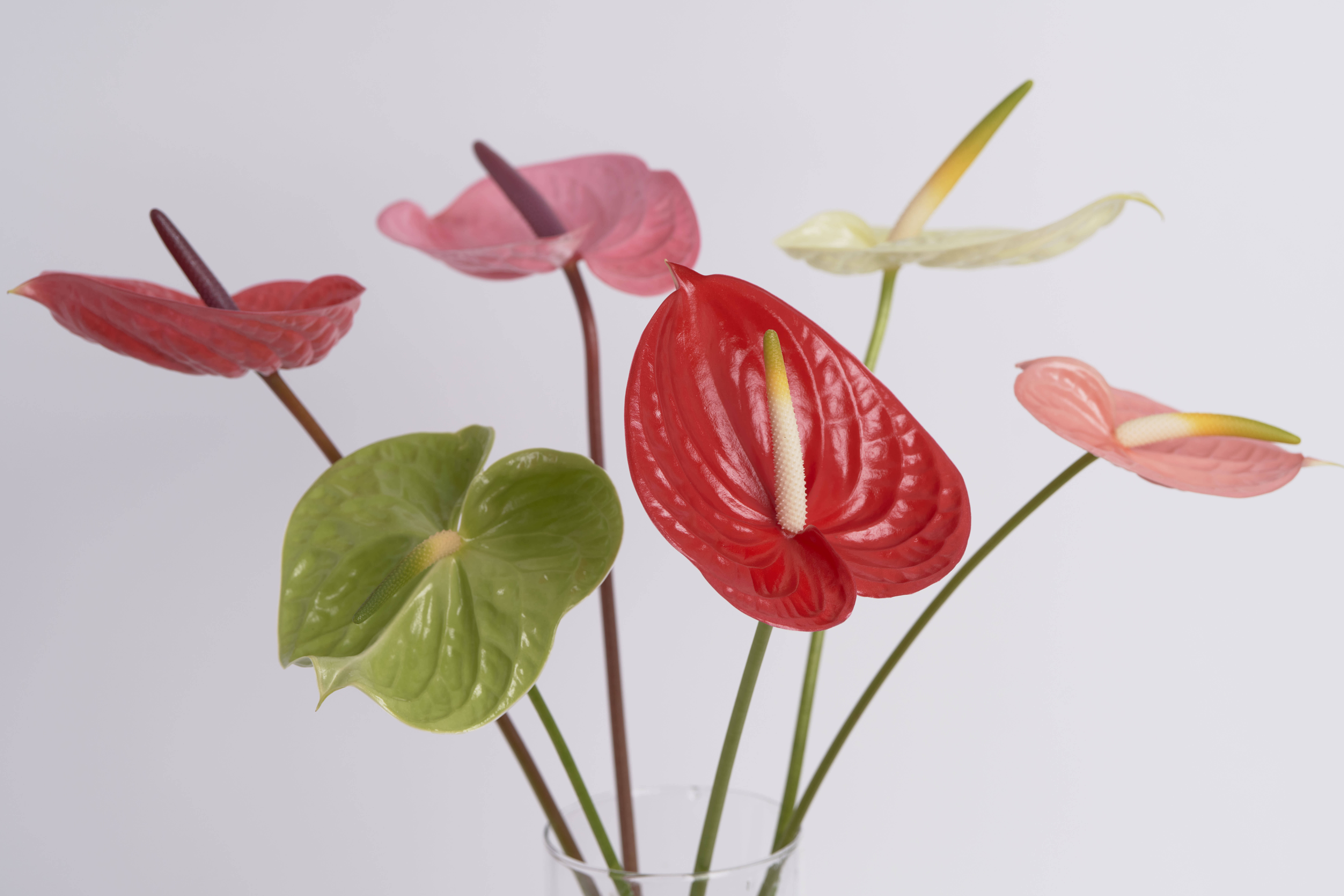 スマイルファーム直売所でも大人気！ アンスリウム赤・緑・ピンク