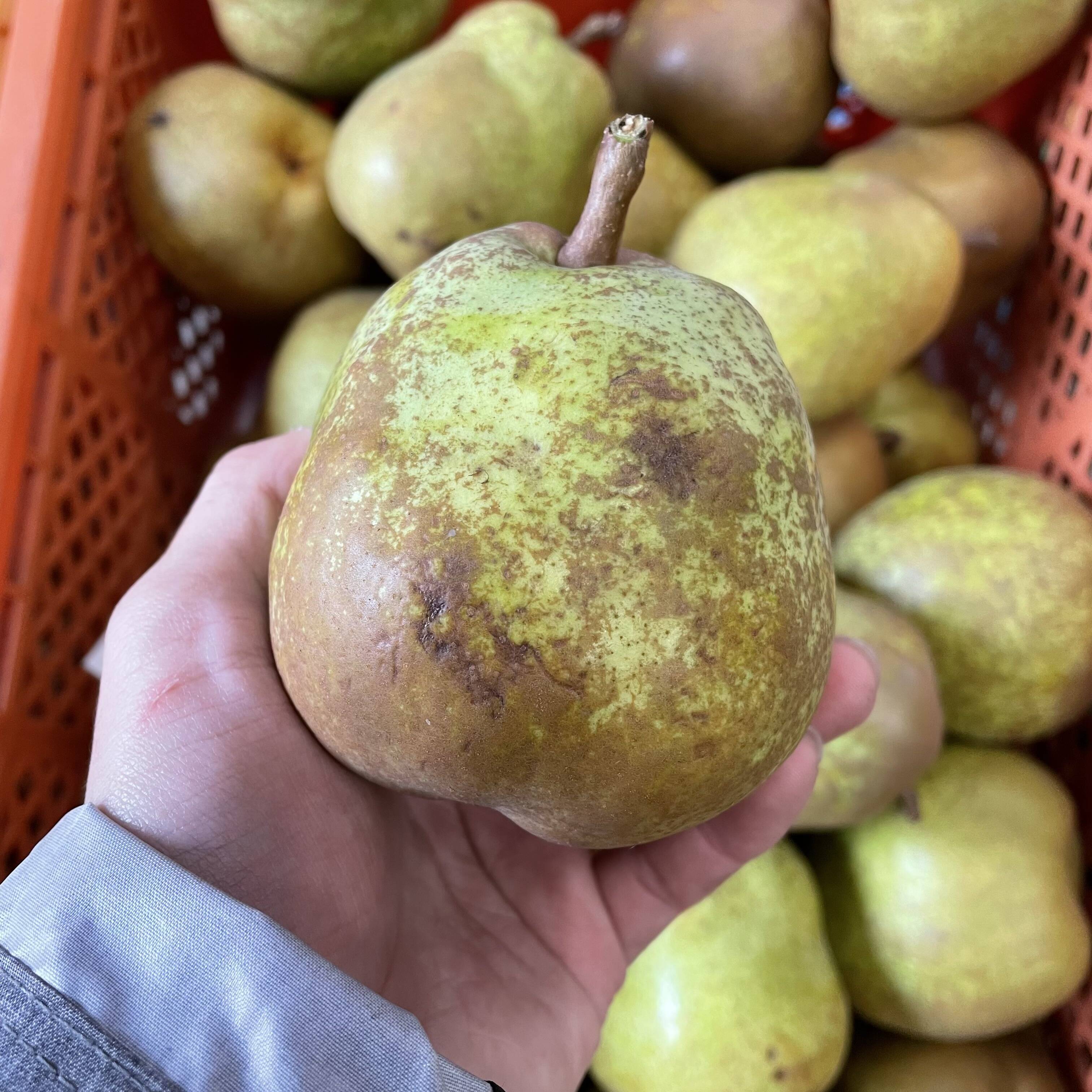 12月10日まで／【ご家庭用】『ラフランス』 5キロ 【個性溢れるラ