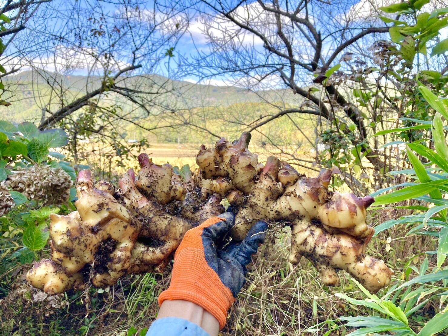 野菜 薬味 高知土佐四万十赤生姜1.5kg 産地直送 - 香味野菜