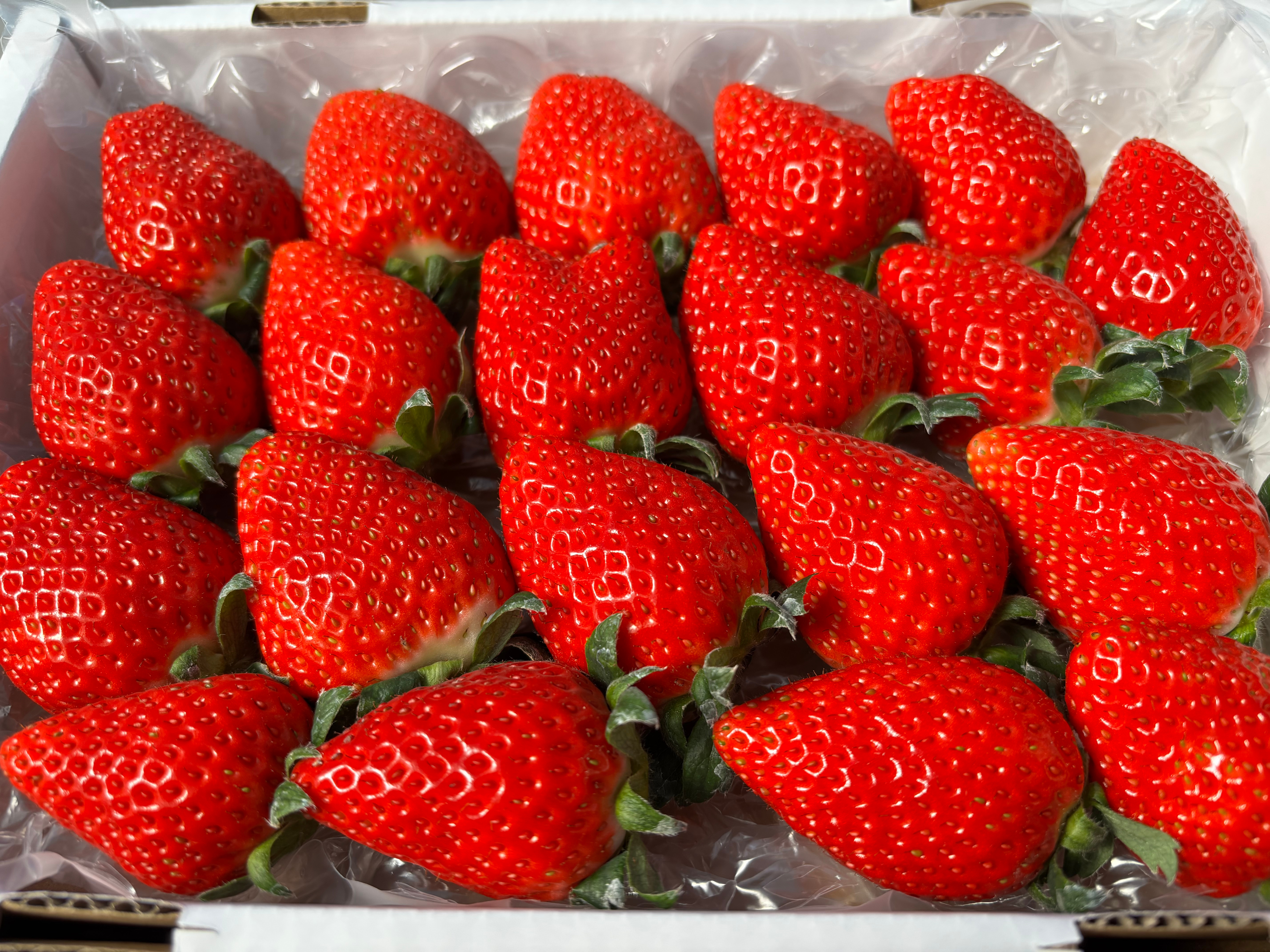 完熟よつぼし☆（ご家庭用・約530g）：宮城県産のよつぼし｜食べチョク