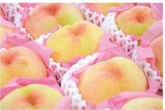 まめ 岡山県産　紅清水白桃 桃 2025年 先行予約 清水 白桃 をお届け！約1.5kg 5～7玉 糖度