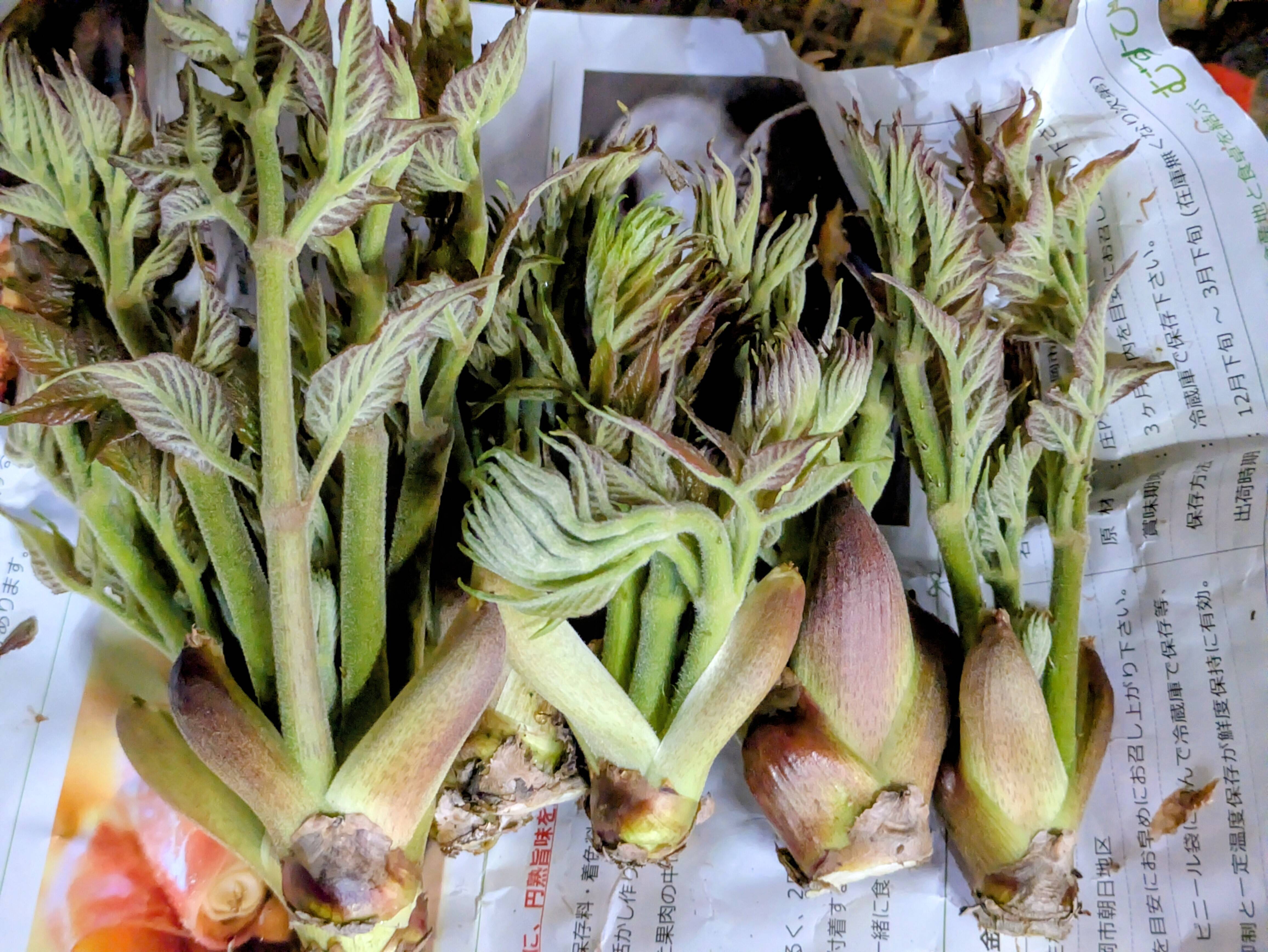 旬の山菜3000円セット：山形県産の行者にんにく｜食べチョク｜産地直送 