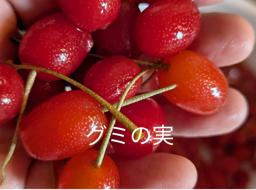 冷凍☆グミの実☆グミの木の実☆30個入り🍒 冷凍便にてのお届けになり