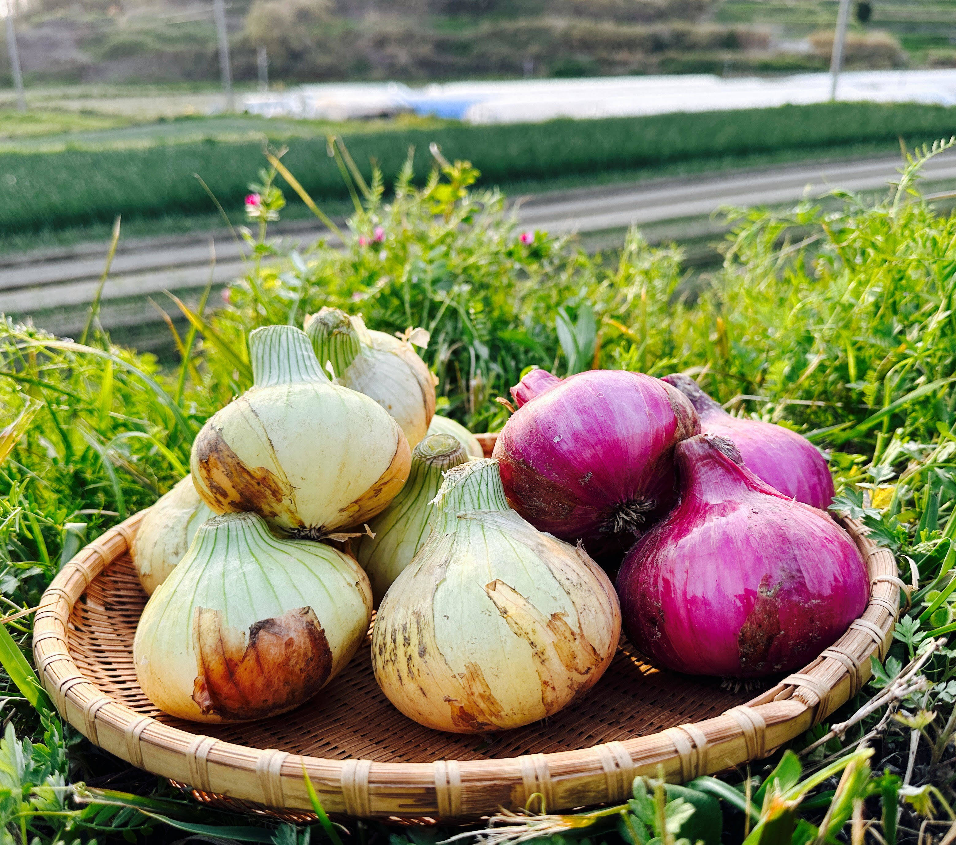 赤玉ねぎ3玉入り】みずみずしく、シャキシャキ！淡路島の新玉ねぎ