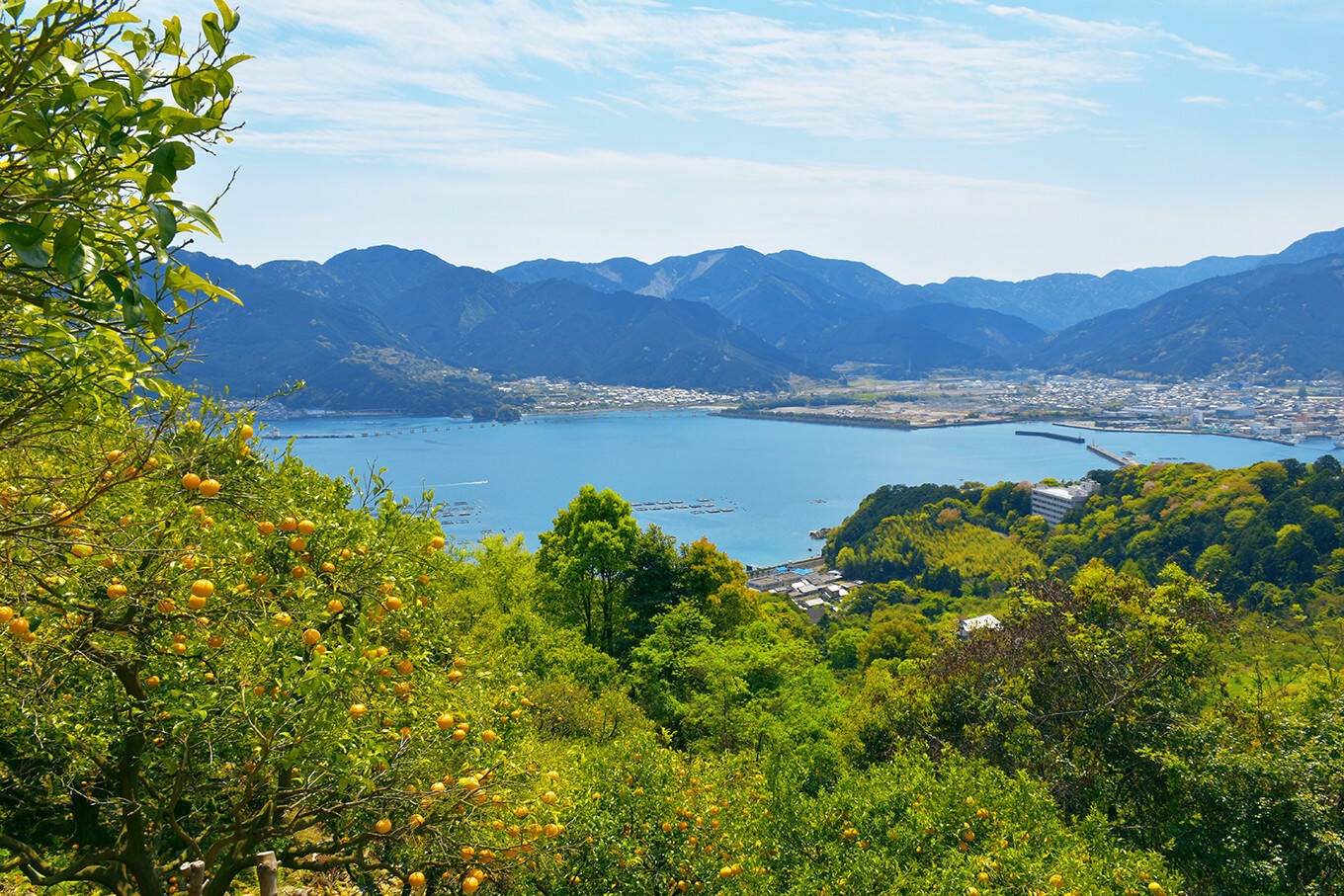 Amanatsu Tenma Farmへのレビュー・商品：三重県｜食べチョク｜産地