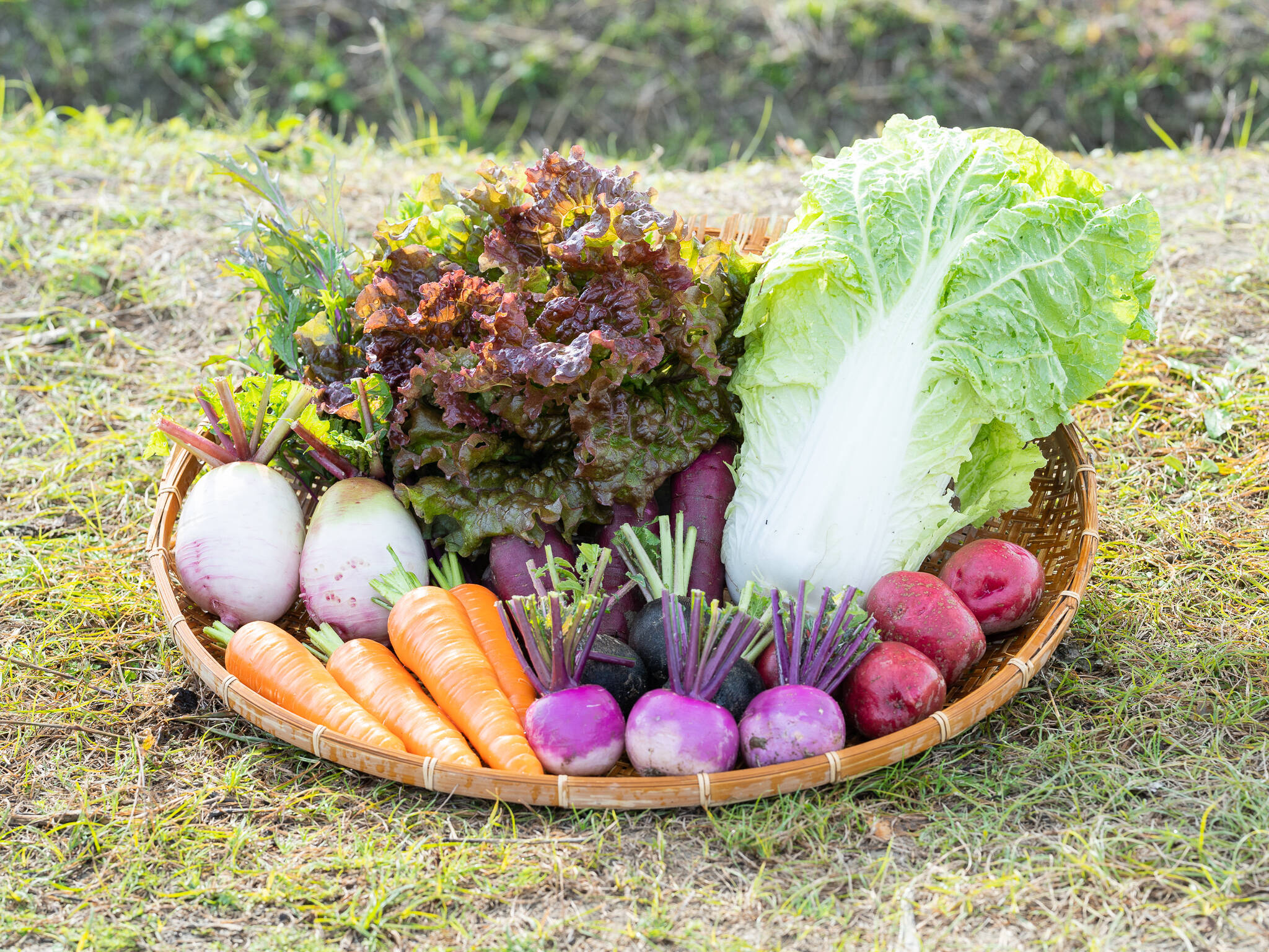 大地と太陽の恵み 佐賀県産季節の旬野菜セット(栽培期間中農薬・化学肥料不使用・露地栽培)【１０種類】：佐賀県産の野菜｜食べチョク｜産地直送(産直)お取り寄せ通販  - 農家・漁師から旬の食材を直送