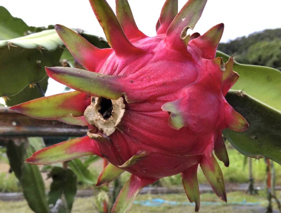 1度食べたらクセになるドラゴンフルーツ約2kg4 6玉 贈答用 農薬不使用 鹿児島県産の果物 食べチョク 産地直送 産直 お取り寄せ通販 農家 漁師から旬の食材を直送