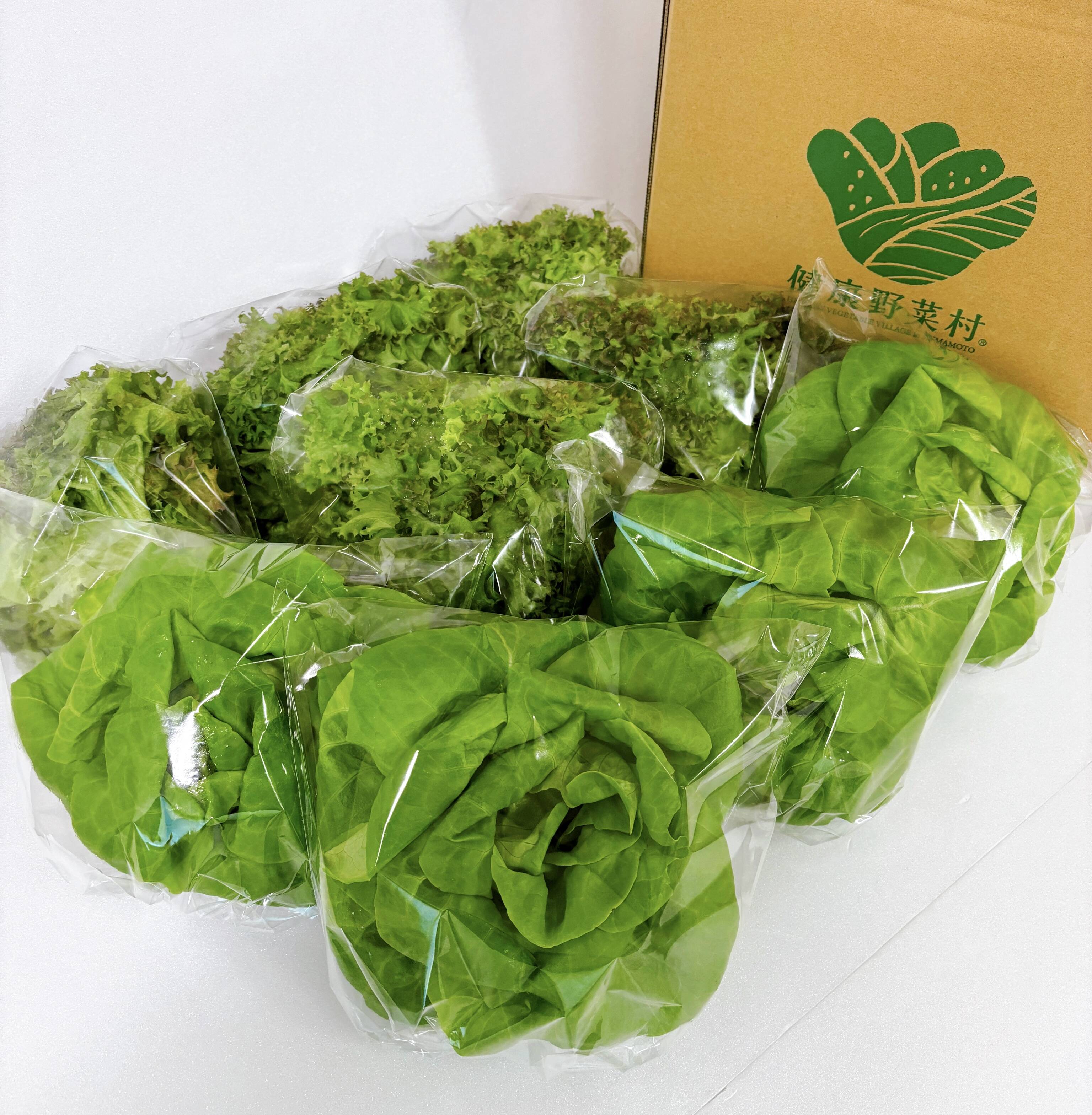 12/2～12/6発送予定】福を先取り！ふわふわレタス 9袋 週に10セットの