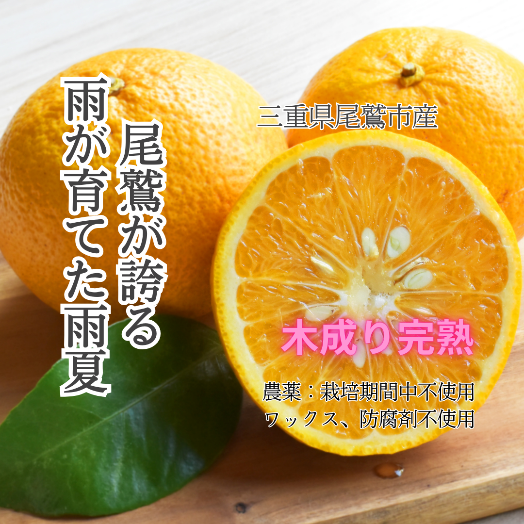 栽培期間中：農薬不使用】尾鷲の木成り完熟雨夏（甘夏）5kg