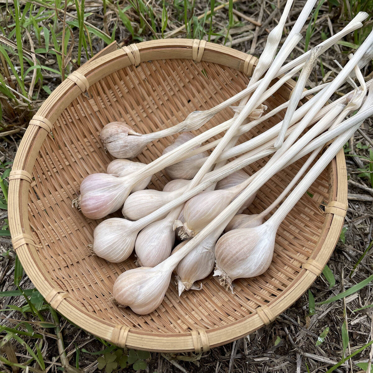 メール便〉沖縄島にんにく100g【無肥料・栽培期間中農薬不使用 自然栽培】：千葉県産の島にんにく｜食べチョク｜産地直送(産直)お取り寄せ通販 -  農家・漁師から旬の食材を直送