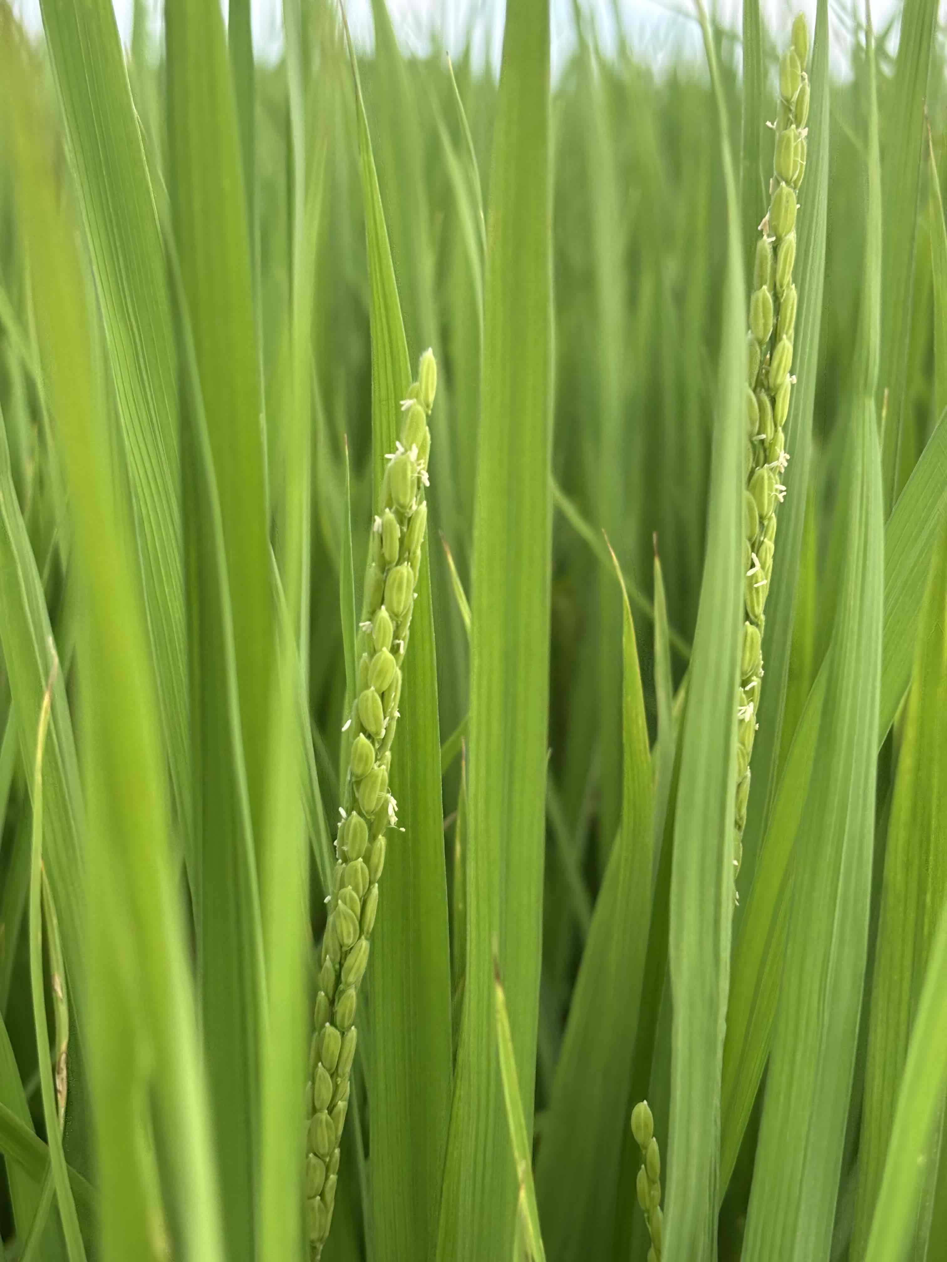 令和7年度産新米予約始めました！！｜食べチョク｜産地直送
