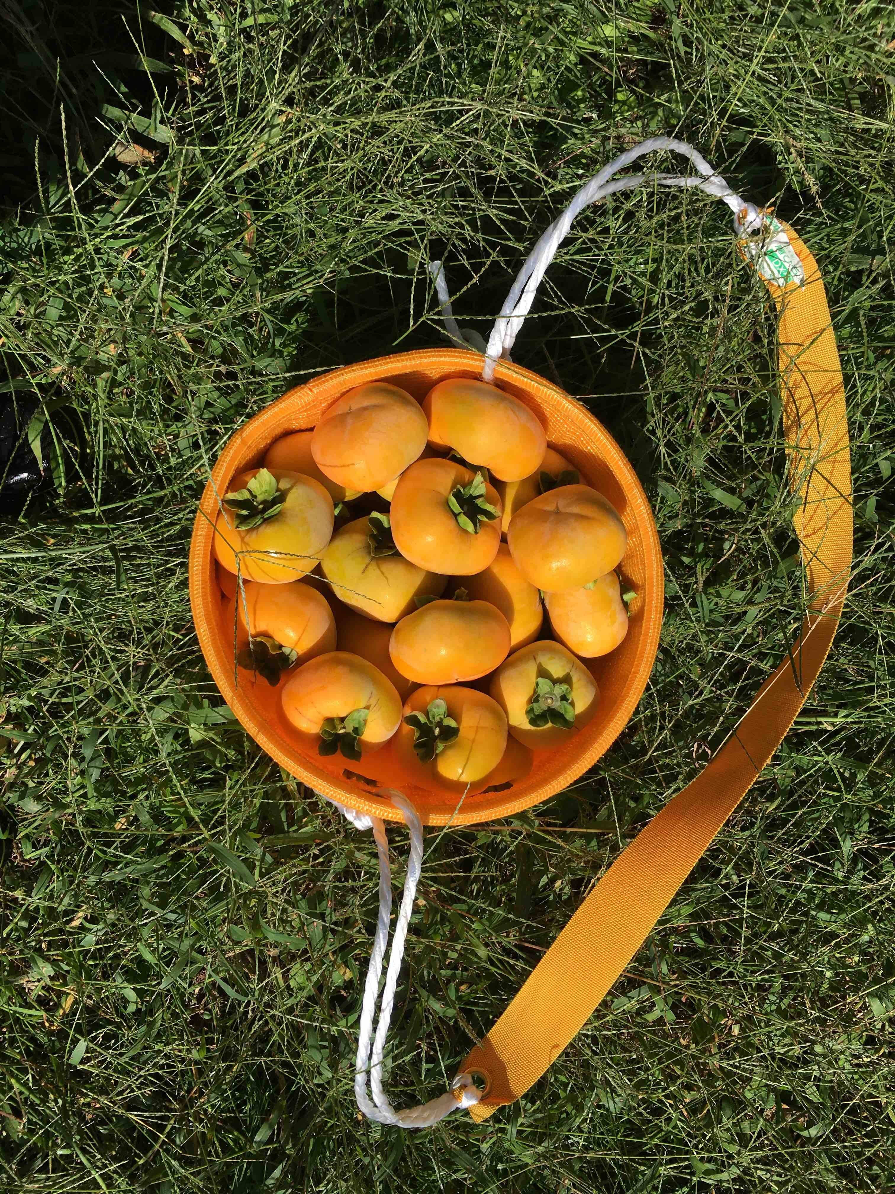 ともみ出品ページ加工用渋柿合計20Kg 越前柿（渋柿） 加工用 Mサイズ 20個：福井県産のその他柿