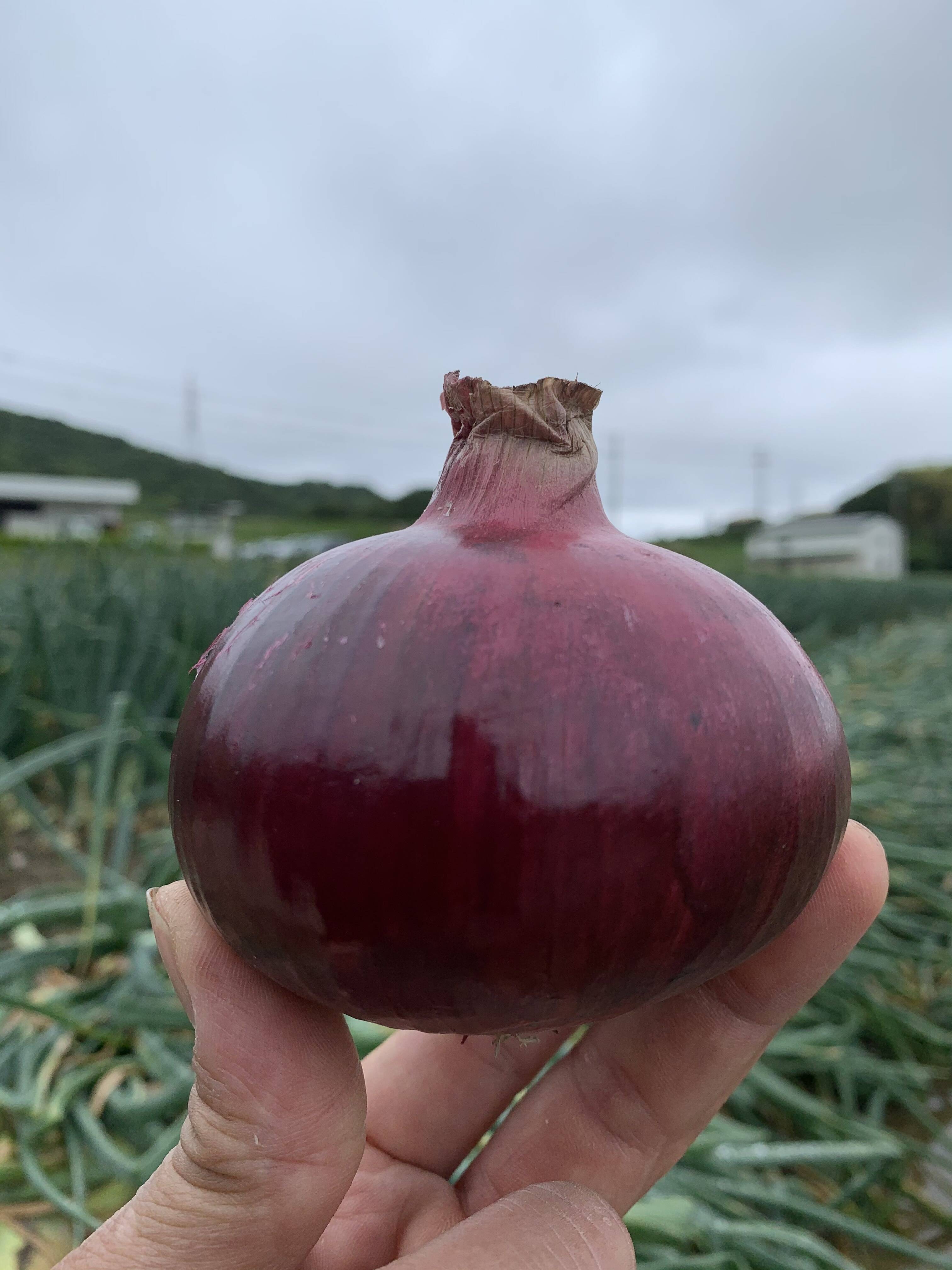 入荷予定 野菜 玉ねぎ 訳ありかも新玉ねぎ5kgシャーロットオニオン 今が旬 産地