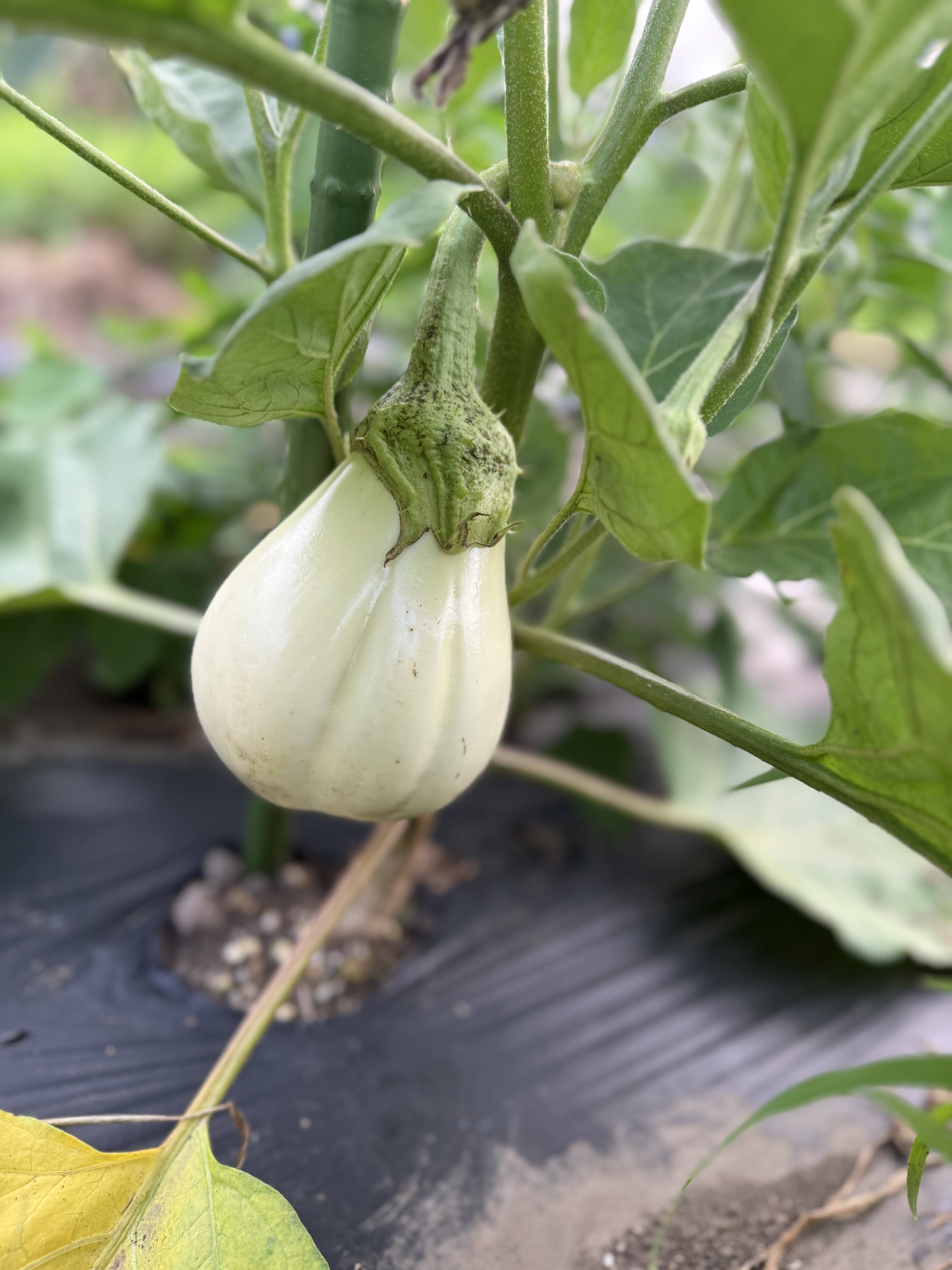 訳あり】白ナス 6本：群馬県産のその他ナス｜食べチョク｜産地直送