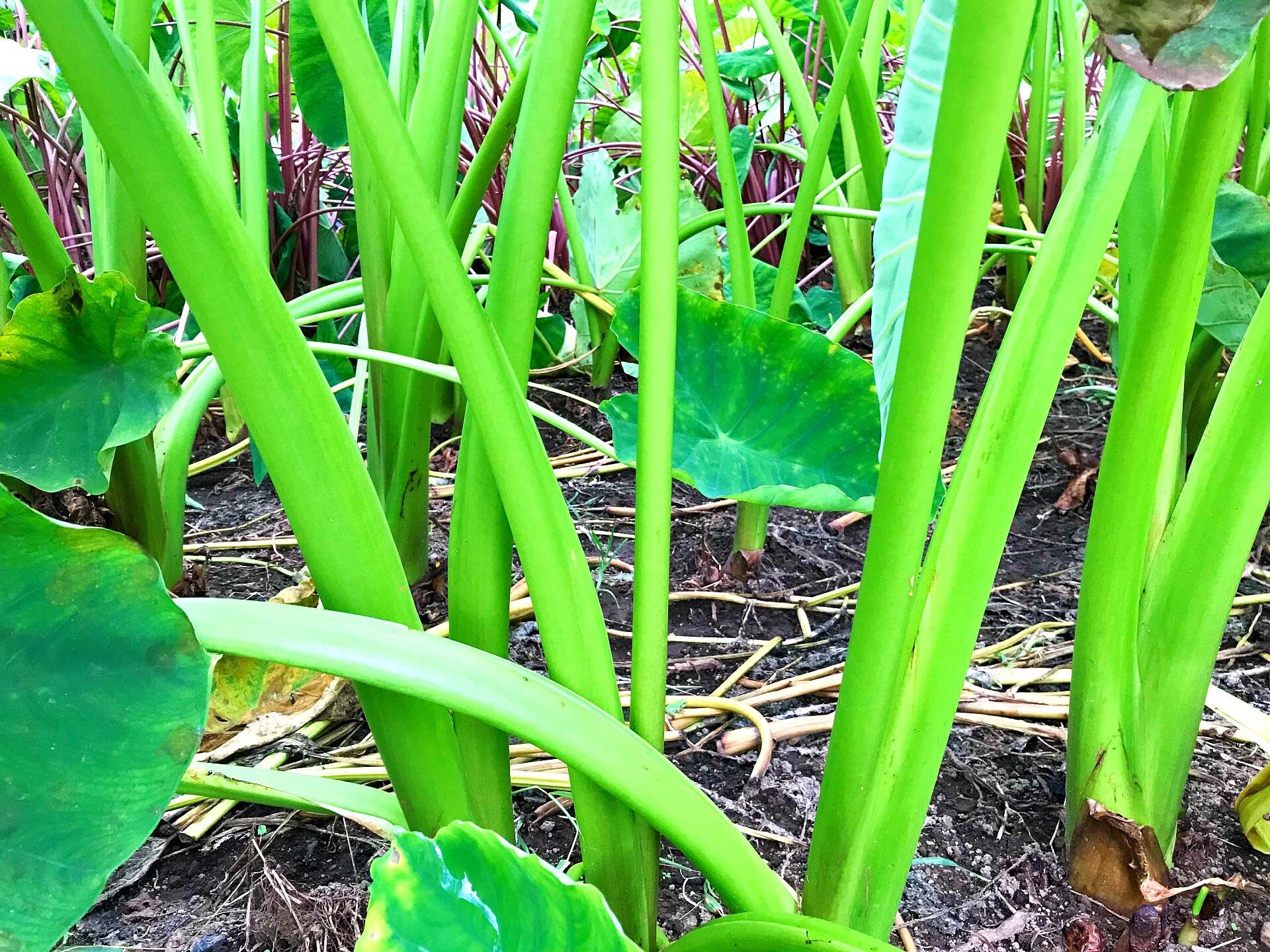 里芋のズイキ ずいき5ｋｇ シャキシャキ食感 煮物や酢の物に 福島県産の里芋 食べチョク 産地直送 産直 お取り寄せ通販 農家 漁師から旬の食材を直送