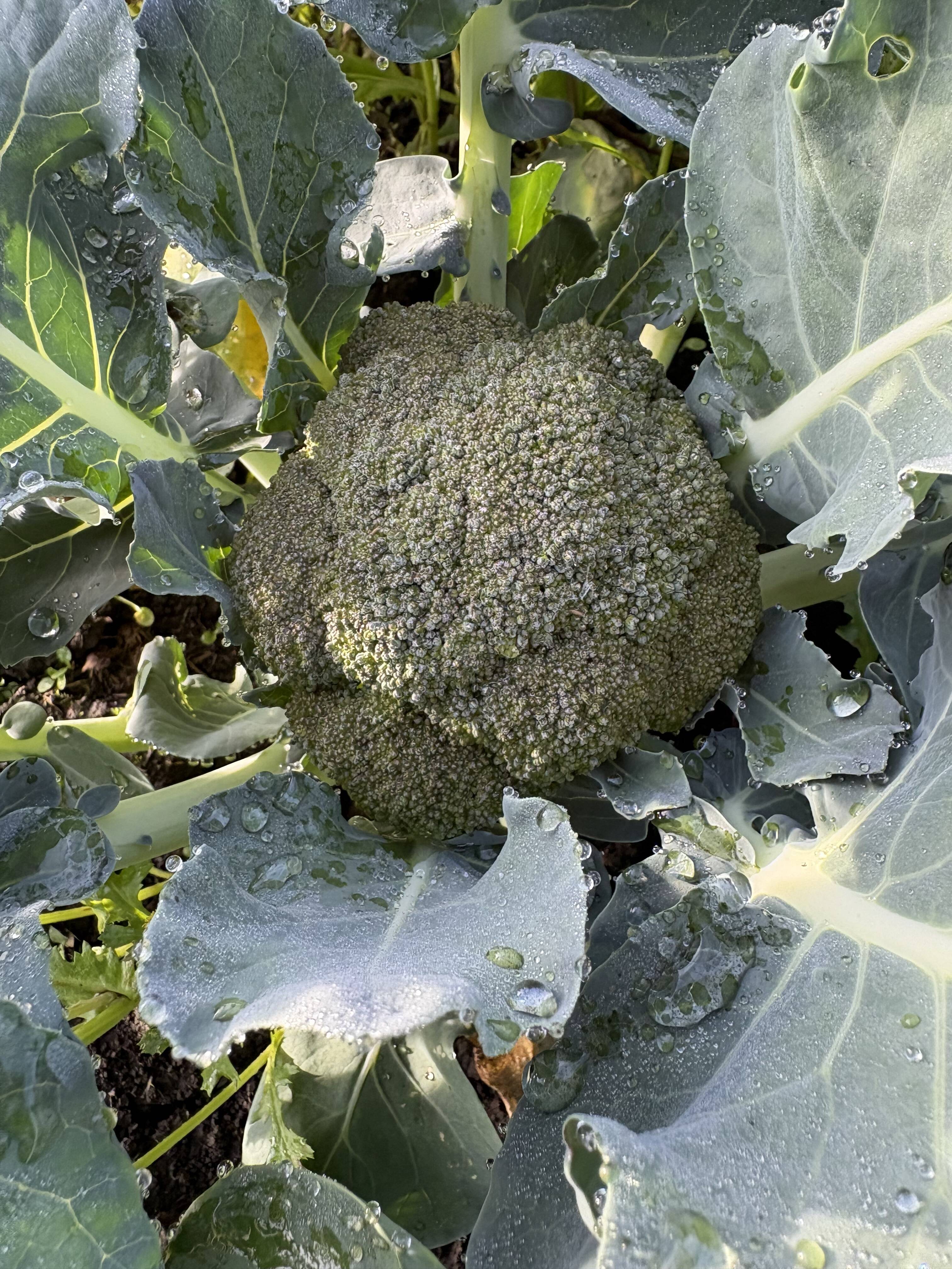 大槻農園の朝摘みブロッコリー｜標高1100mの高原育ち！鮮度バツグンの