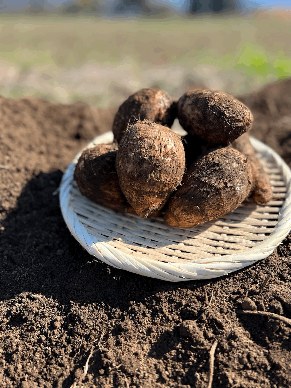 0fbfc1ac825b3fc89103d2a4e6ed2f