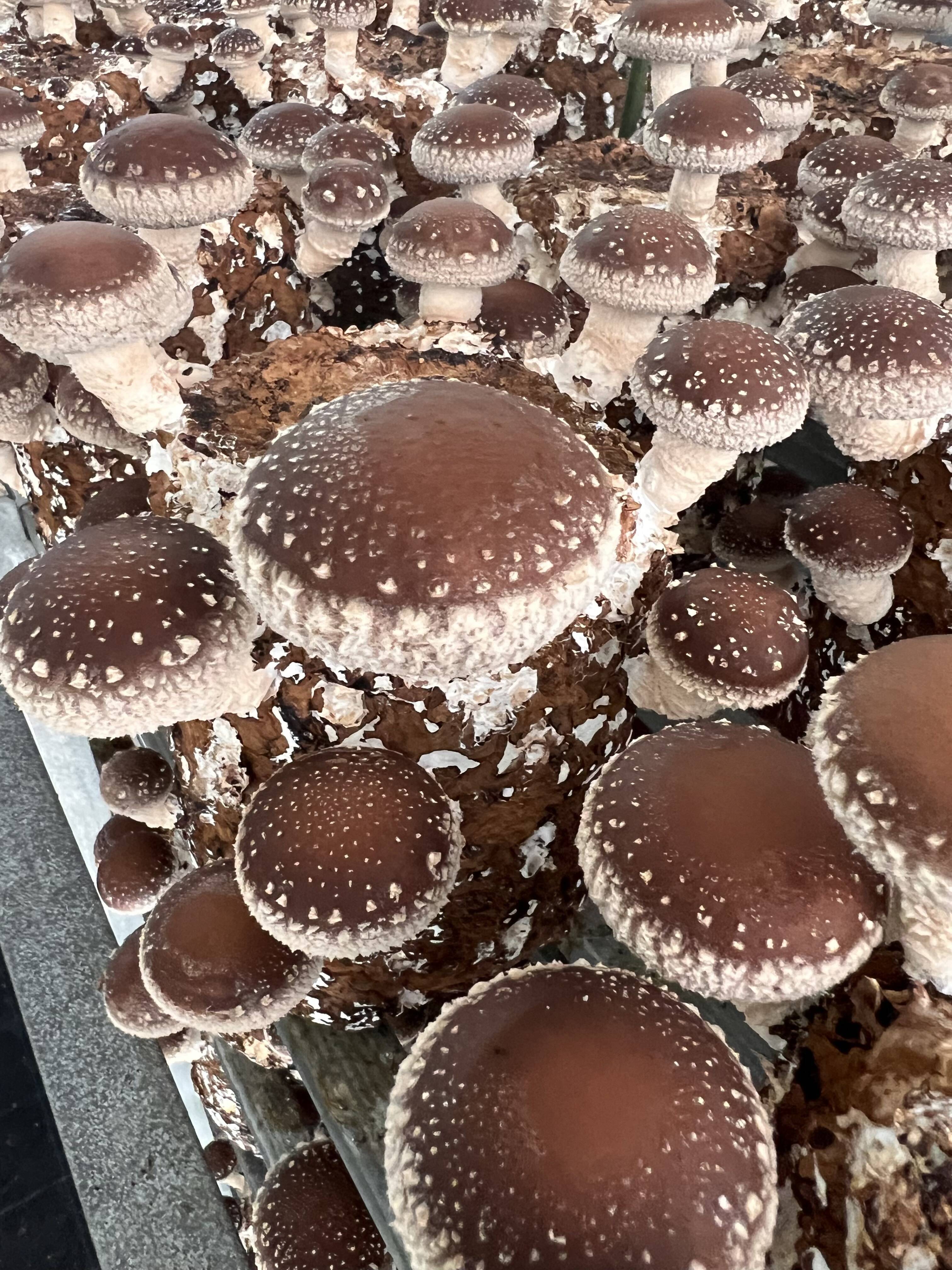 青森県産　コウタケ　1.5kg程 青森県産 コウタケ 1.5kg程