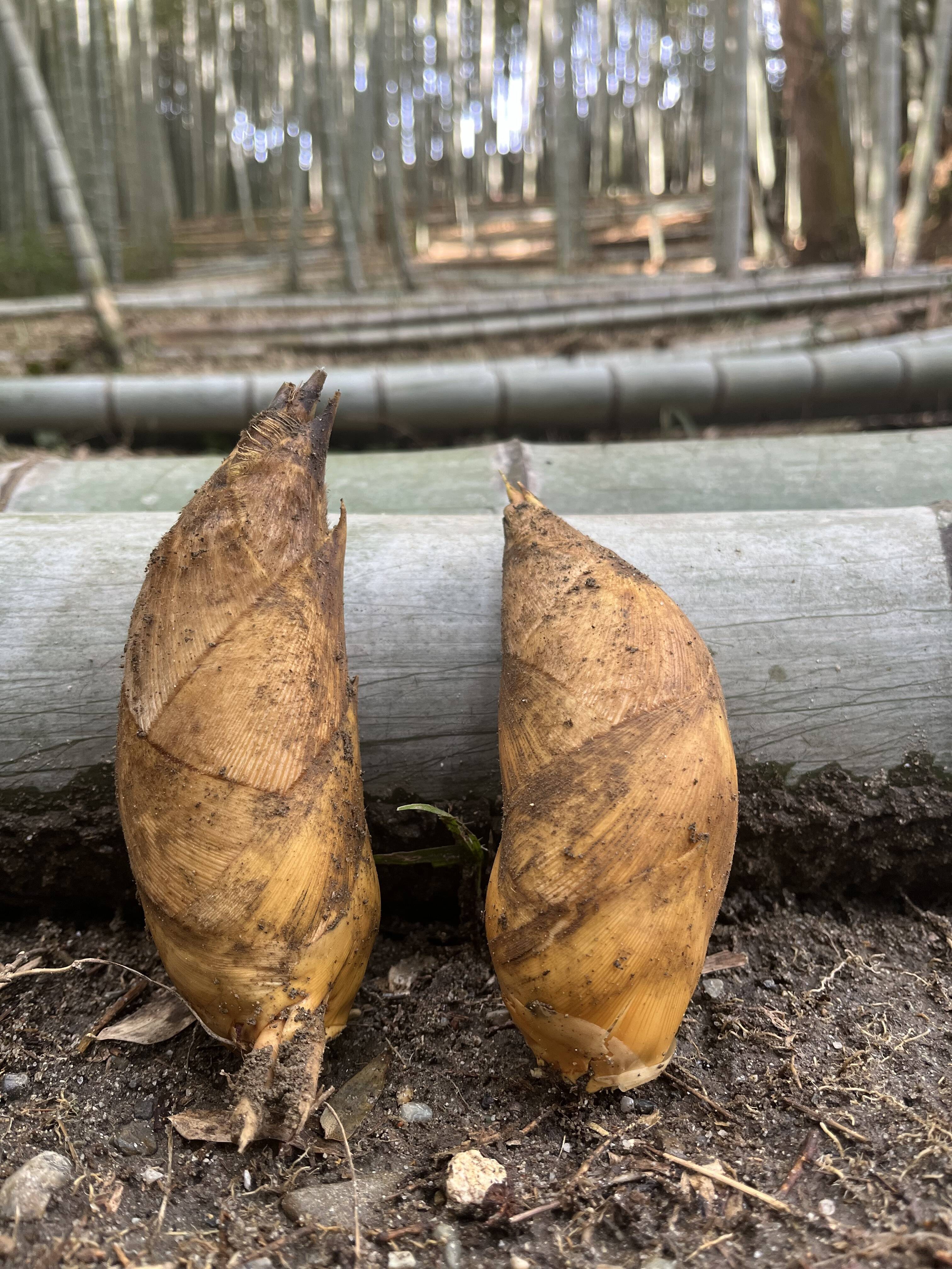 収穫次第順次発送】白子たけのこ 詰め合わせ 1.2kgs(サイズ混合) 三重