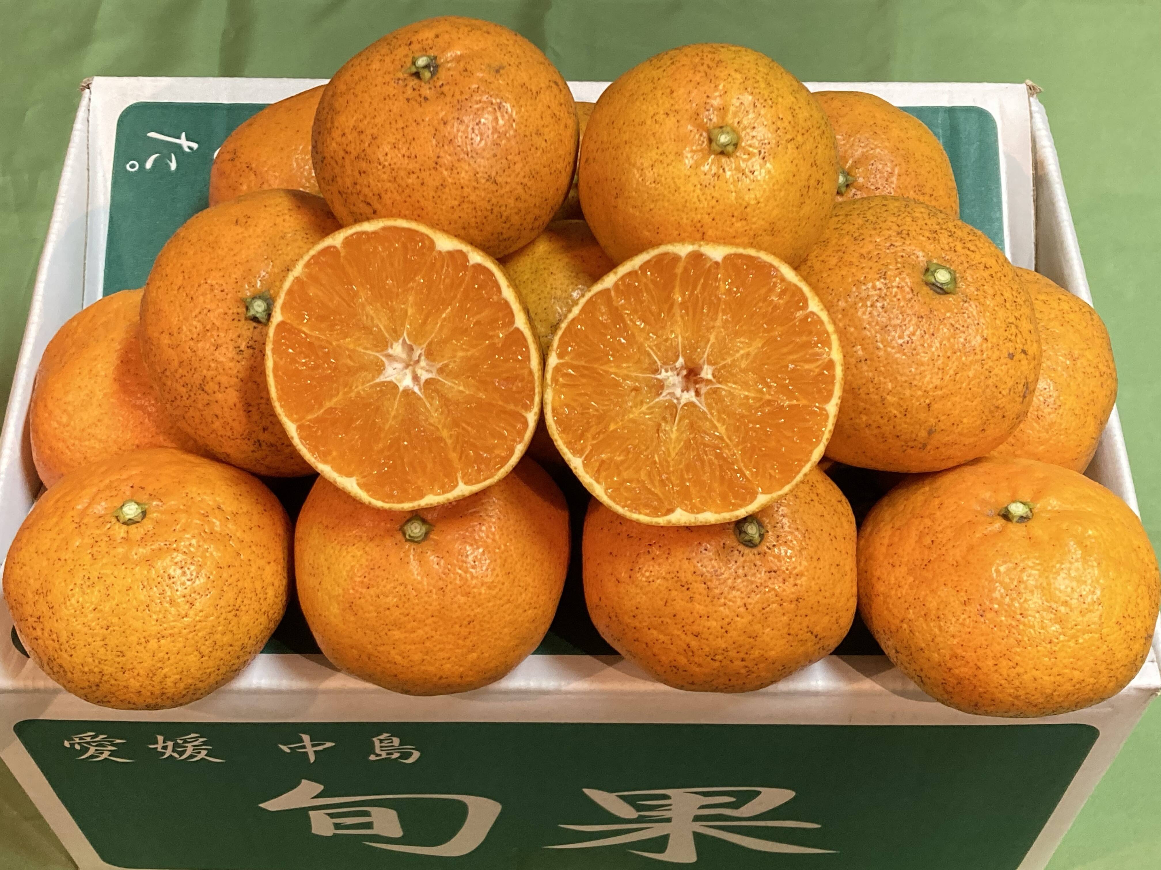 お気に入り】 ㊙️ 愛媛県宇和島産 爺の甘平 Aランク品 箱別約3kg 柑橘