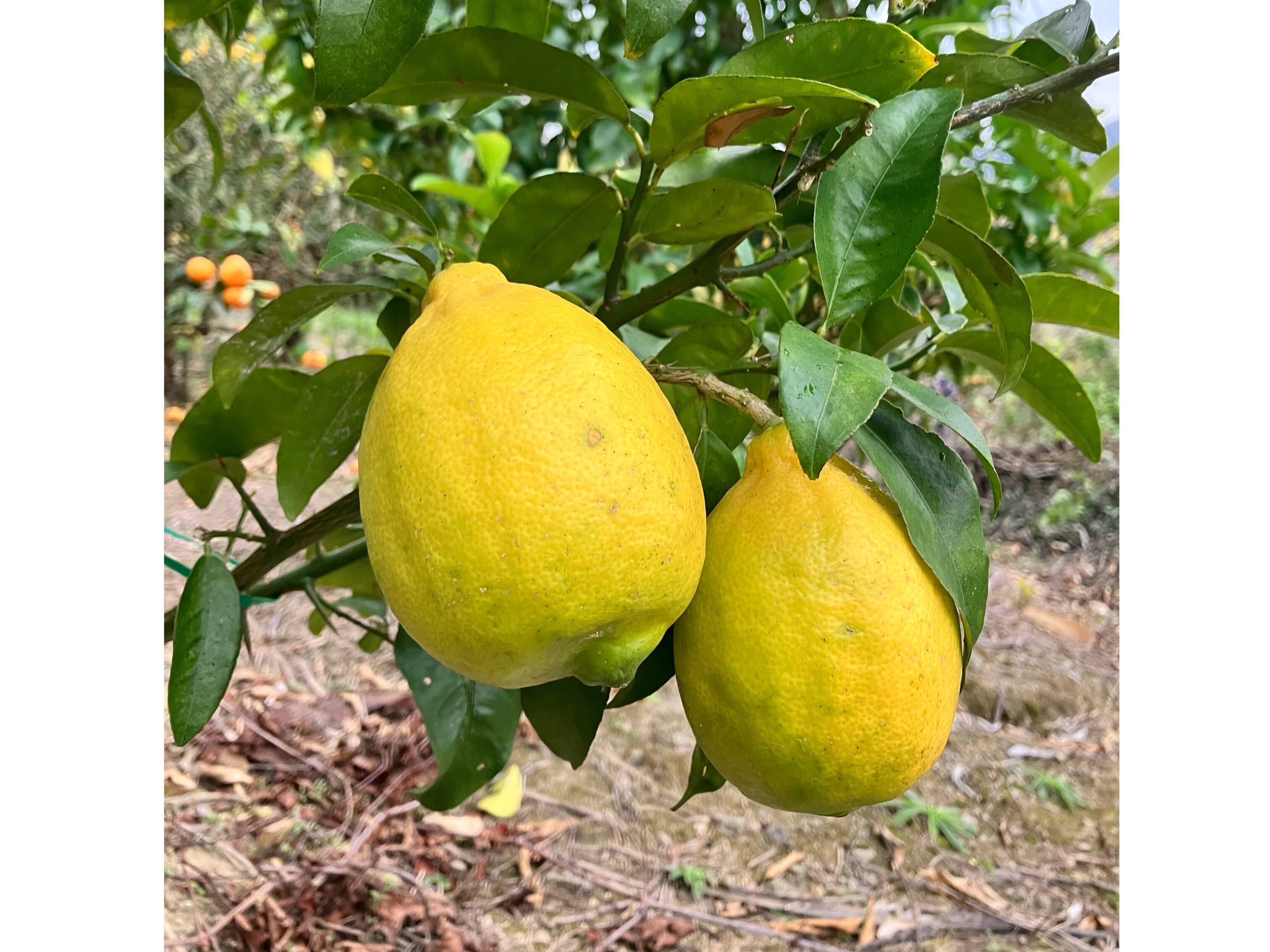 檸檬⭐️様 リクエスト 2点 まとめ商品 レモンの木様 リクエスト 2点